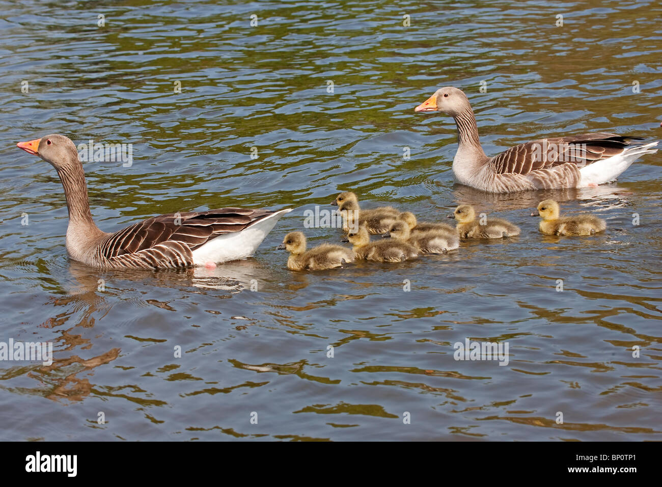 Oie cendrée (Anser anser) et plusieurs parents natation oisons sur l'eau, le CLAJ, Norfolk, Angleterre, Royaume-Uni, Europe Banque D'Images