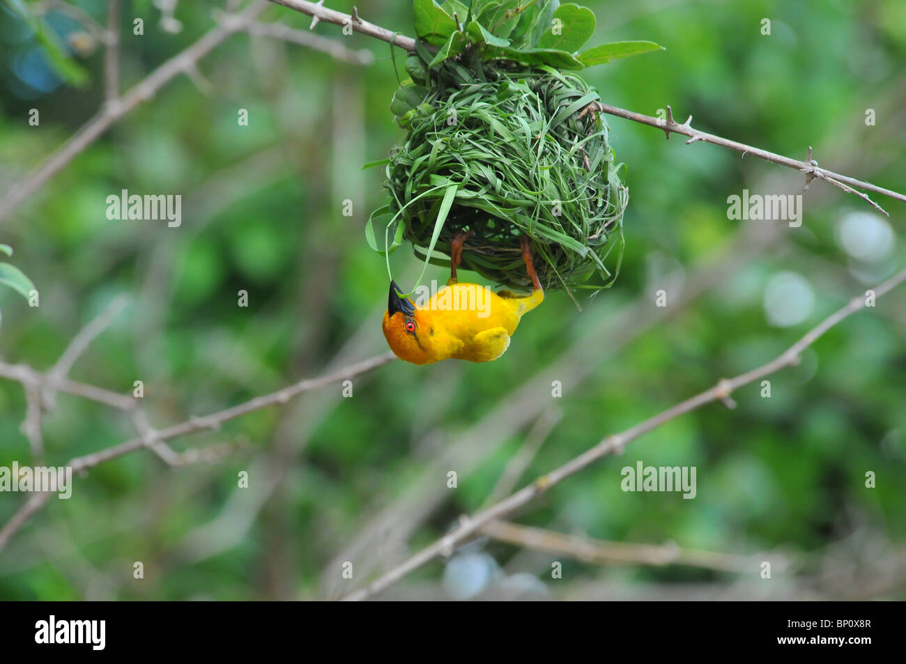 Weaver bird nest, Selous bâtiment Banque D'Images