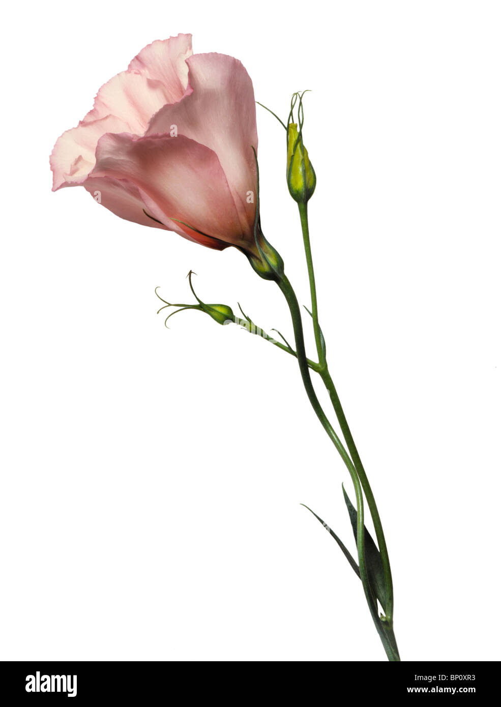 Lisianthus rose fleur avec deux bourgeons Banque D'Images