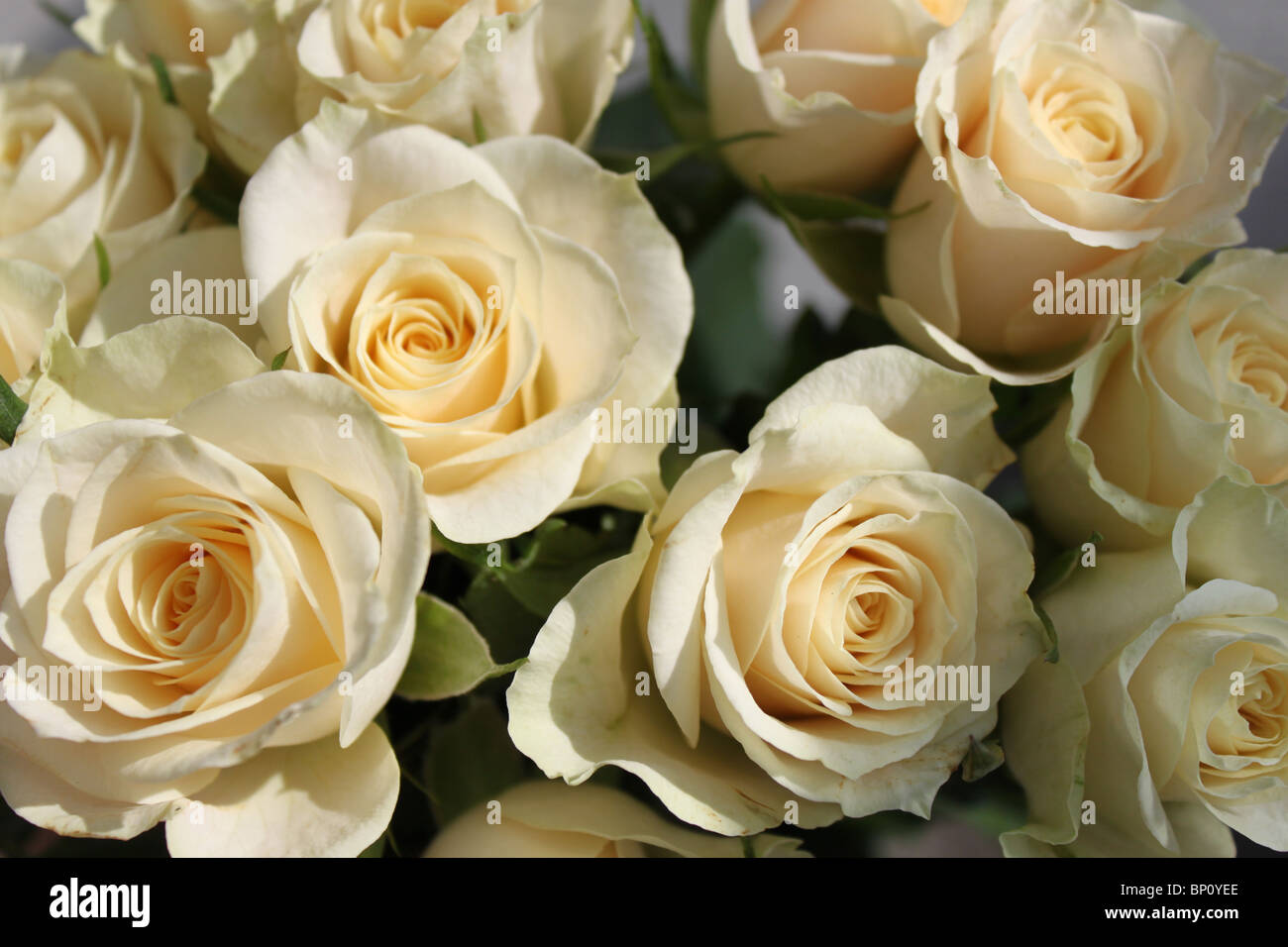 Roses jaunes pâles Banque de photographies et d'images à haute résolution -  Alamy