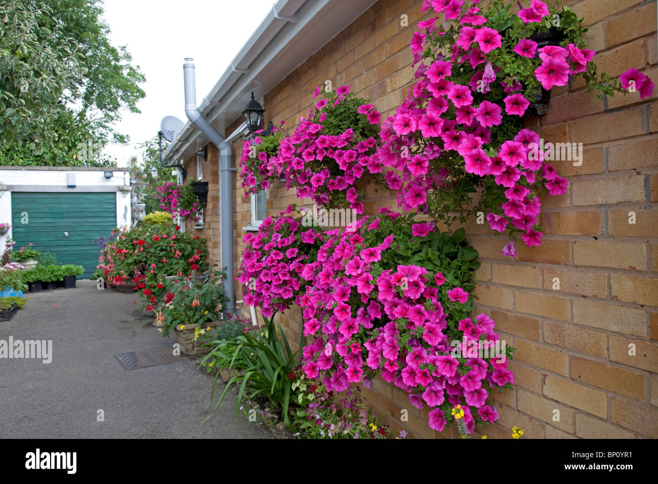 Les couleurs de l'image de pétunias dans des paniers sur le mur de petit bungalow Cheltenham UK Banque D'Images