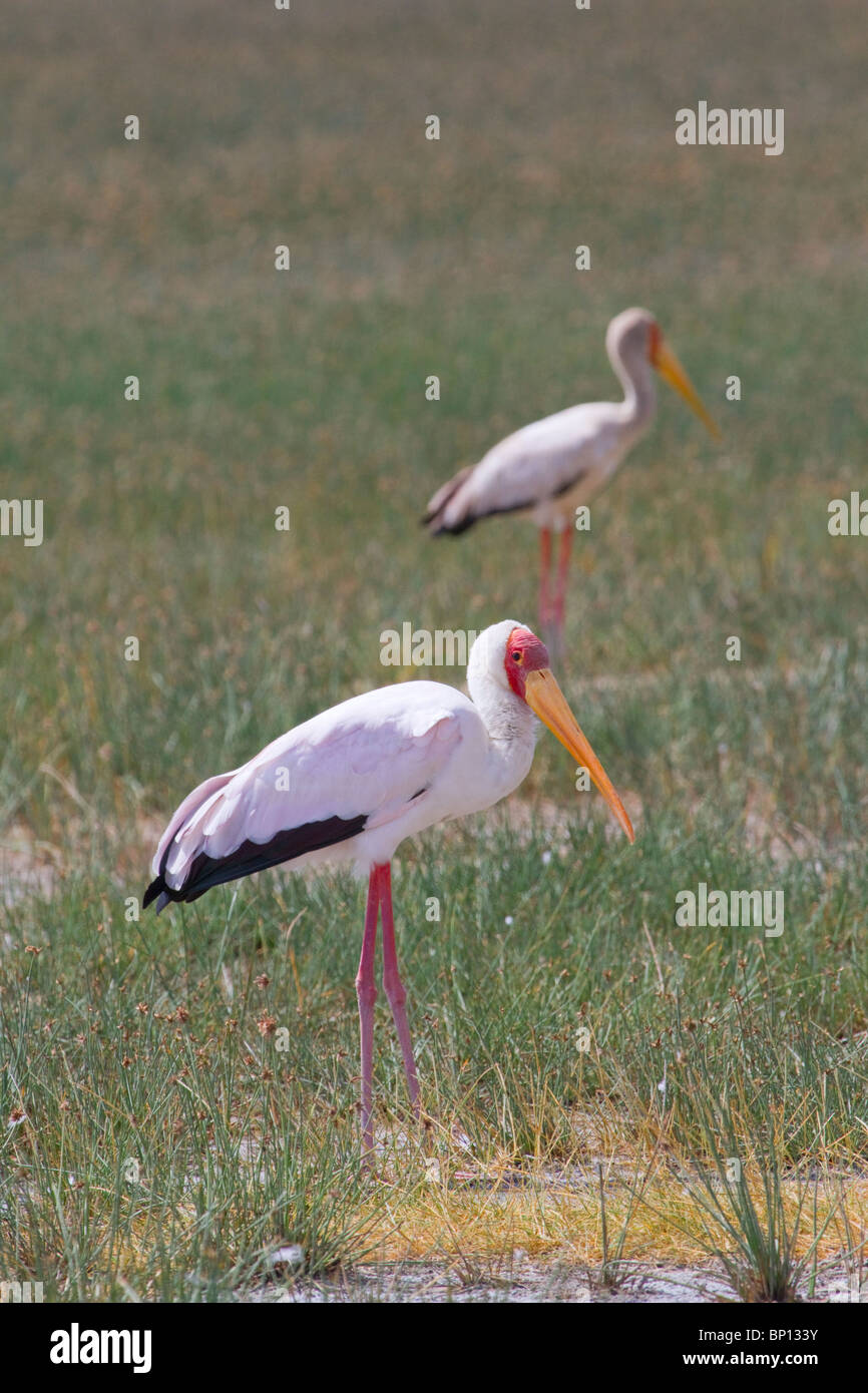 Storks à bec jaune (Mycteria ibis), centre du Kenya. Banque D'Images