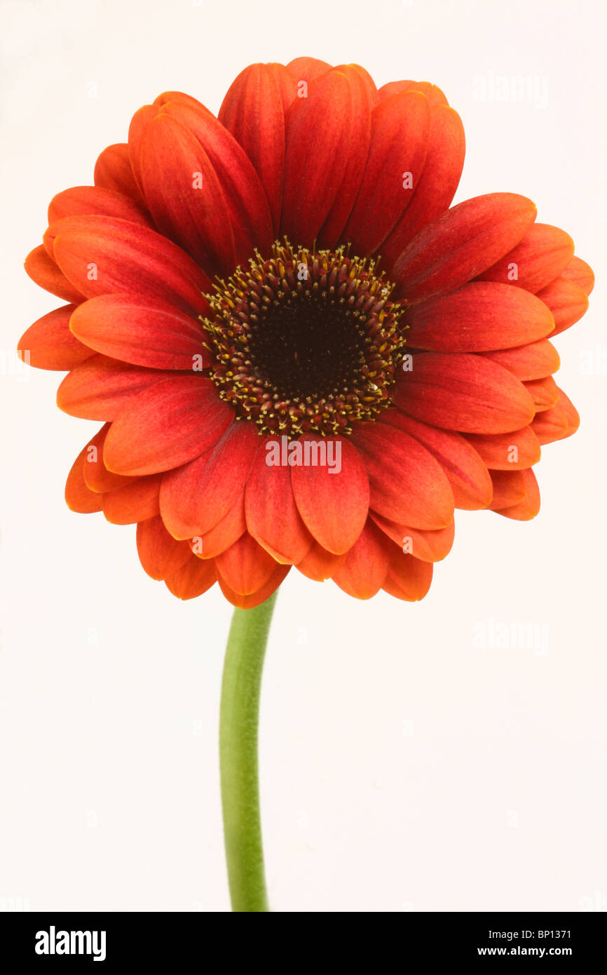 Fleur de Gerbera Banque D'Images