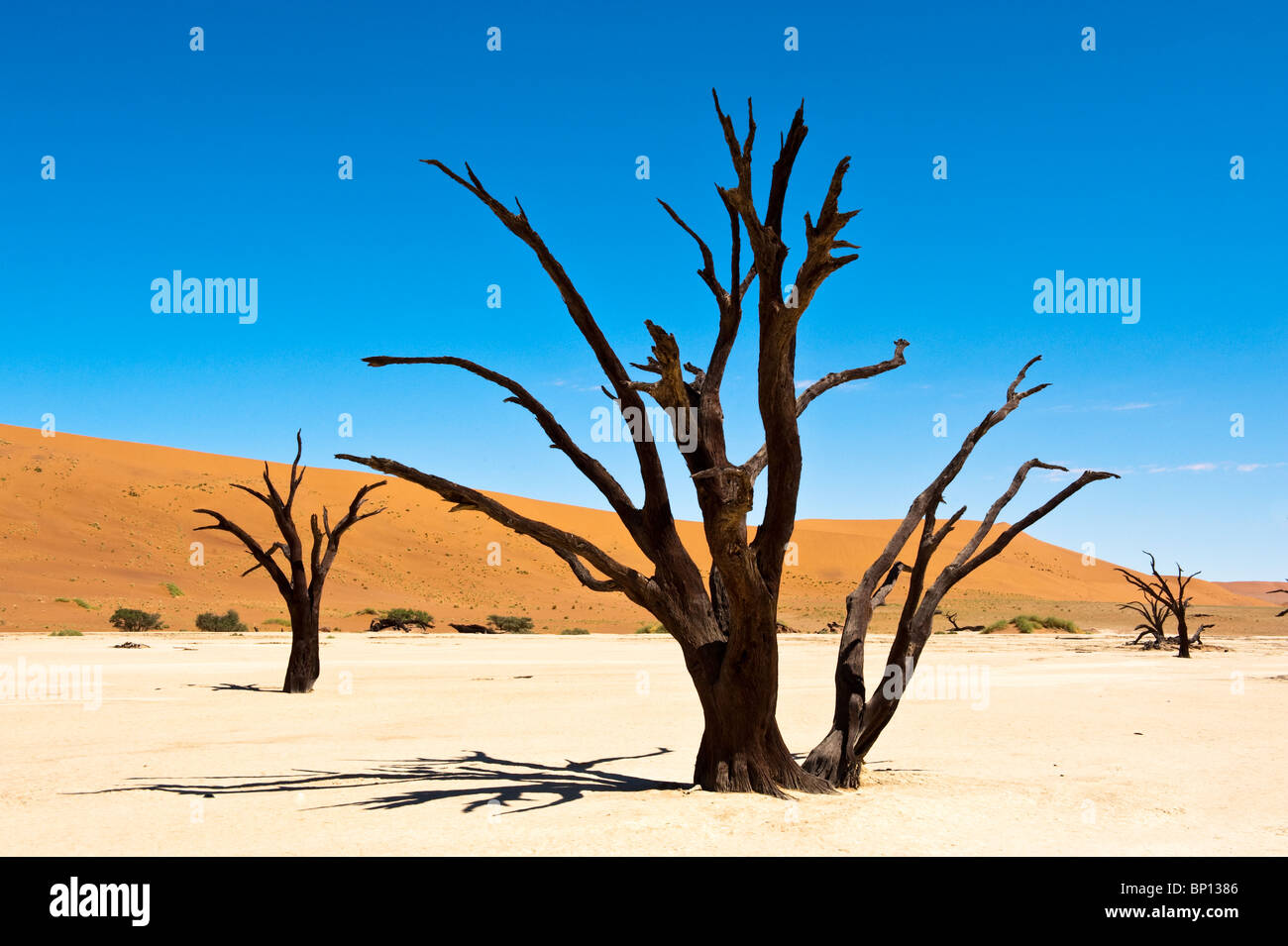 Dead Vlei à Sossusvlei paysage avec dead acacia arbres et dunes de sable rouge Namibie Namib Naukluft Park Banque D'Images