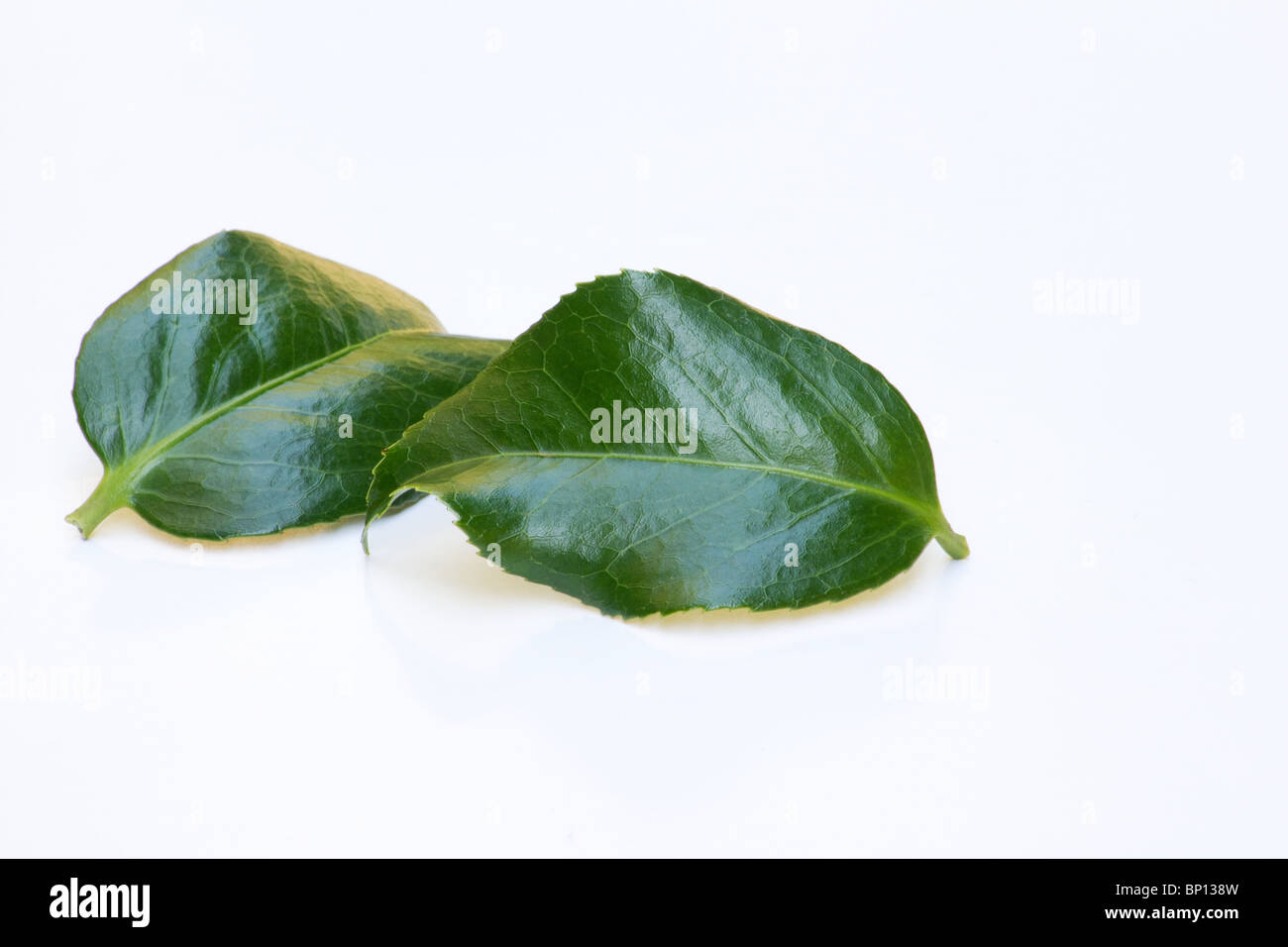 Feuilles de Camellia japonica sur fond blanc Banque D'Images