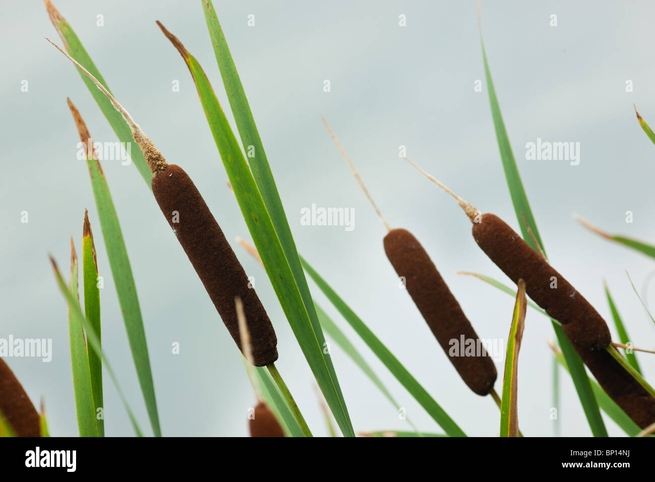 Typha latifolia, jonc, commune de quenouilles à feuilles larges, blackamoor, drapeau, mace reed, l'eau-torch Banque D'Images