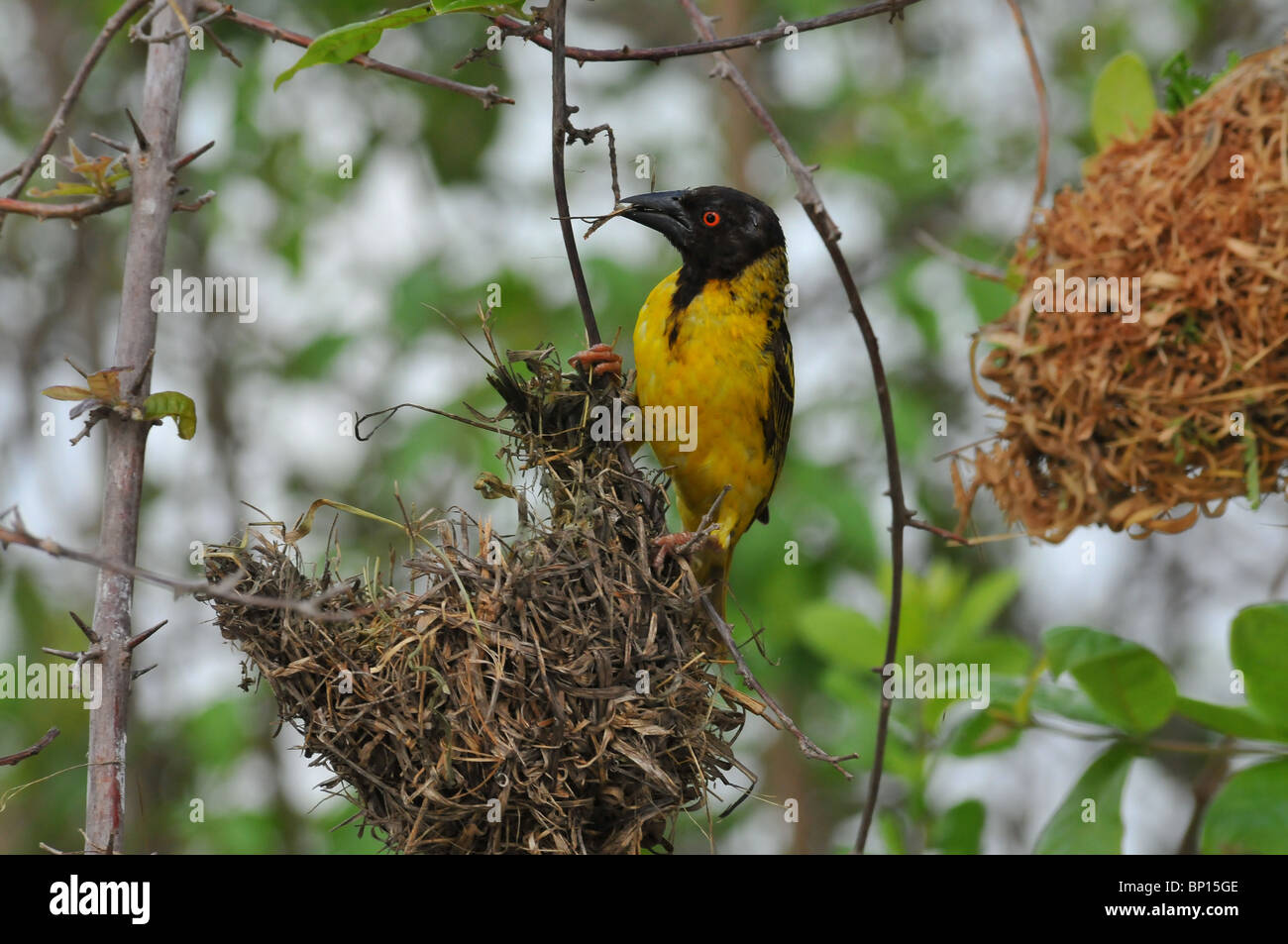 Weaver bird nest détruire, Selous Banque D'Images