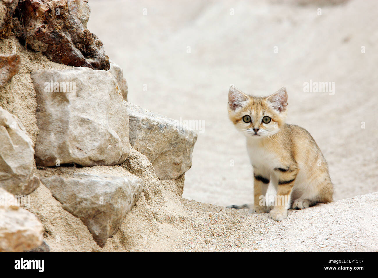 Chat Des Sables Banque De Photographies Et D Images A Haute Resolution Alamy
