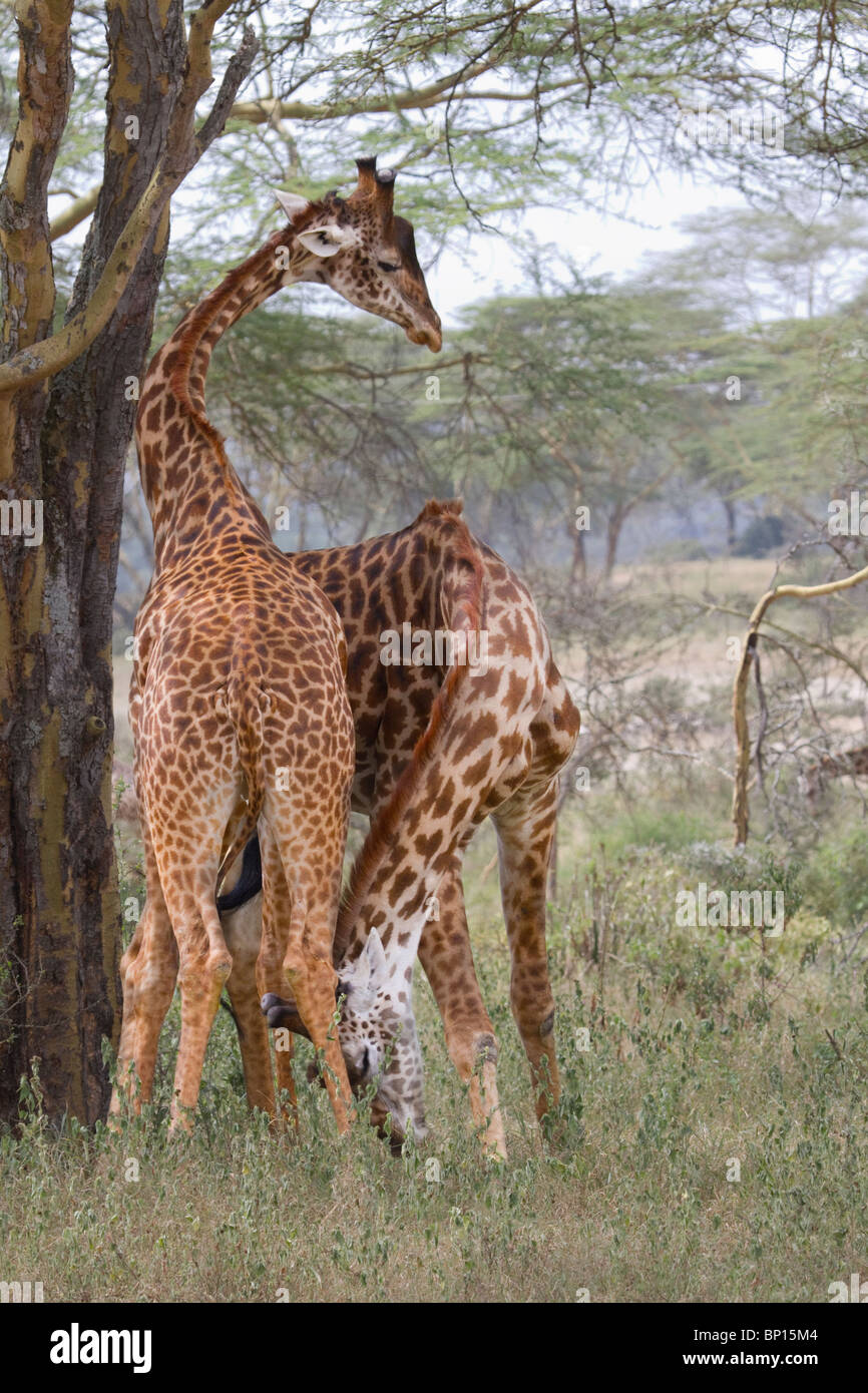 Girafes jouant, centre du Kenya. Banque D'Images