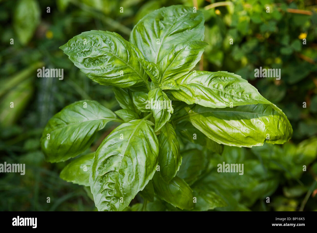 Plant de basilic Banque D'Images