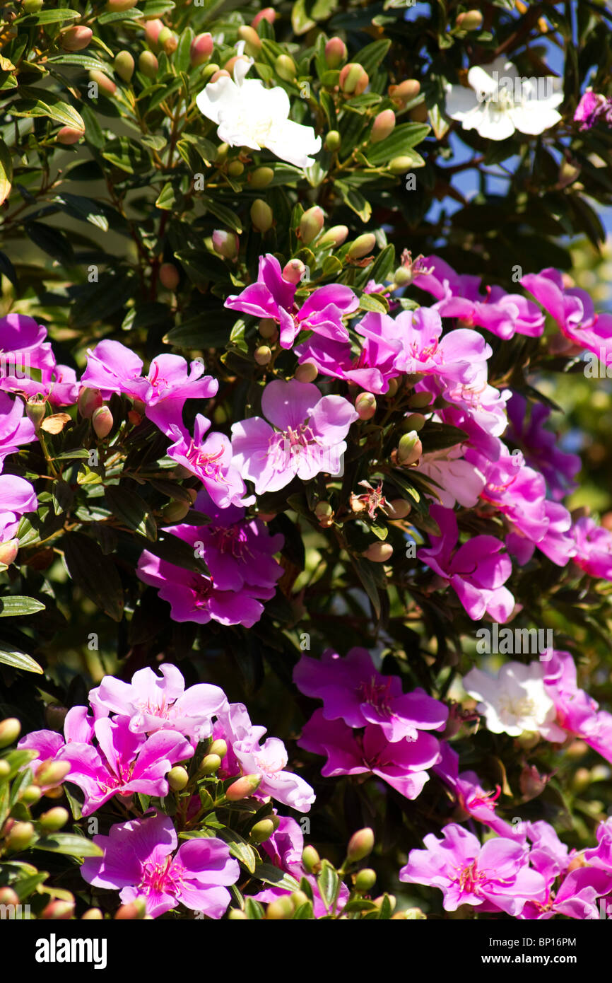 Tibouchina mutabilis en fleur Banque D'Images