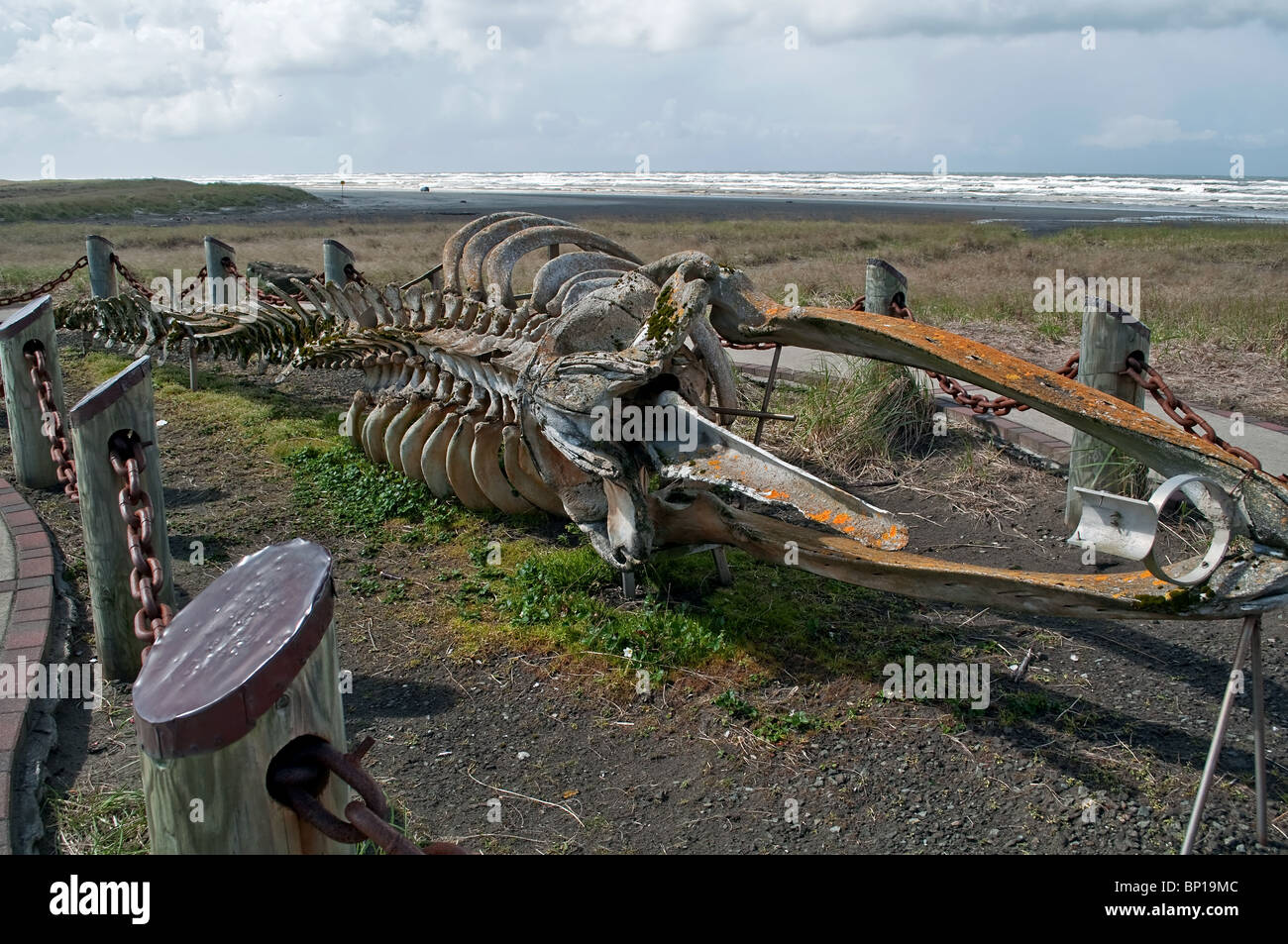 Ce très vieux squelette d'une baleine grise (Eschrichtis robustus) est situé sur Long Beach, Washington sur Discovery Trail. Banque D'Images