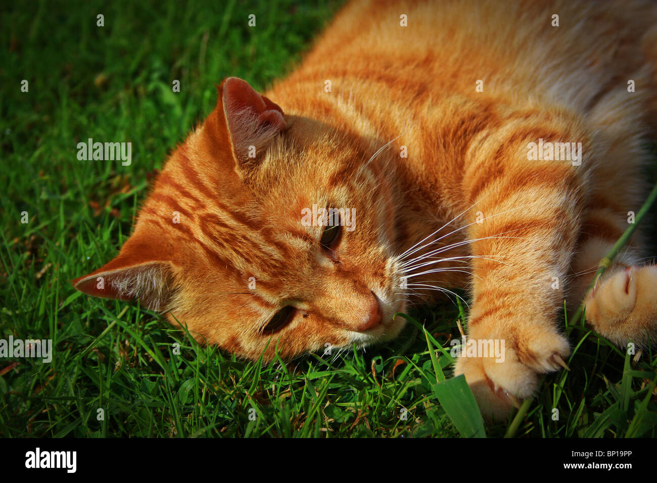 Le gingembre chat jouant dans l'extérieur et étendue sur le sol Banque D'Images