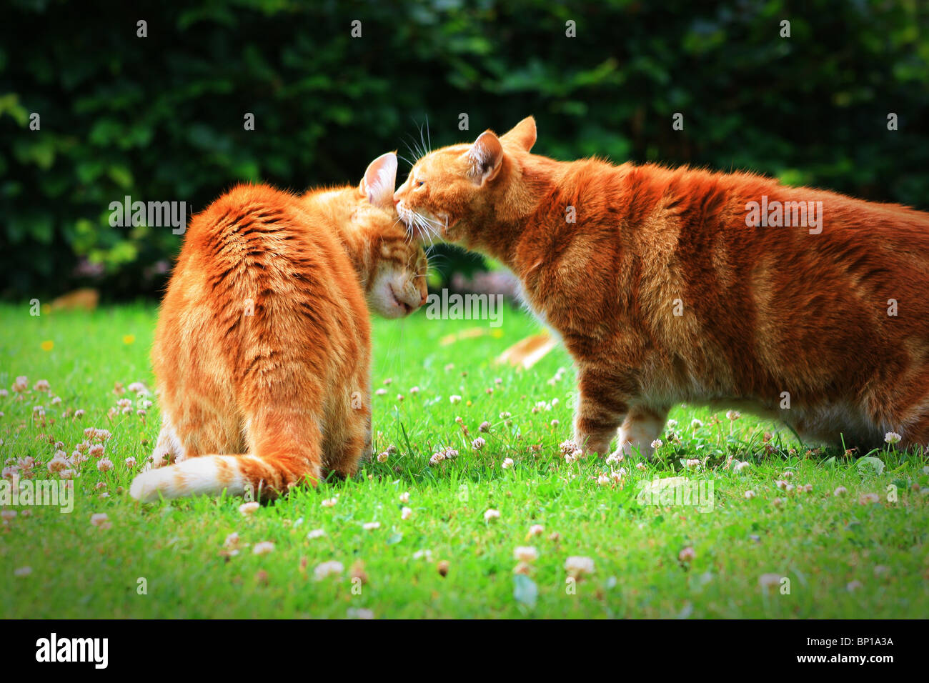 Le gingembre cat licking son frère Banque D'Images