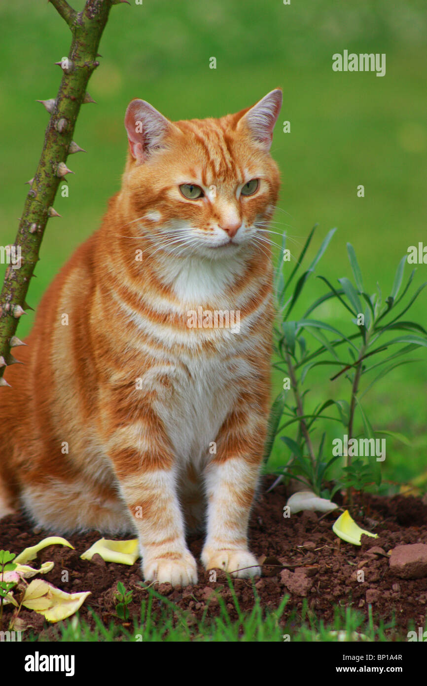 Le gingembre cat assis sous l'ombre. Banque D'Images