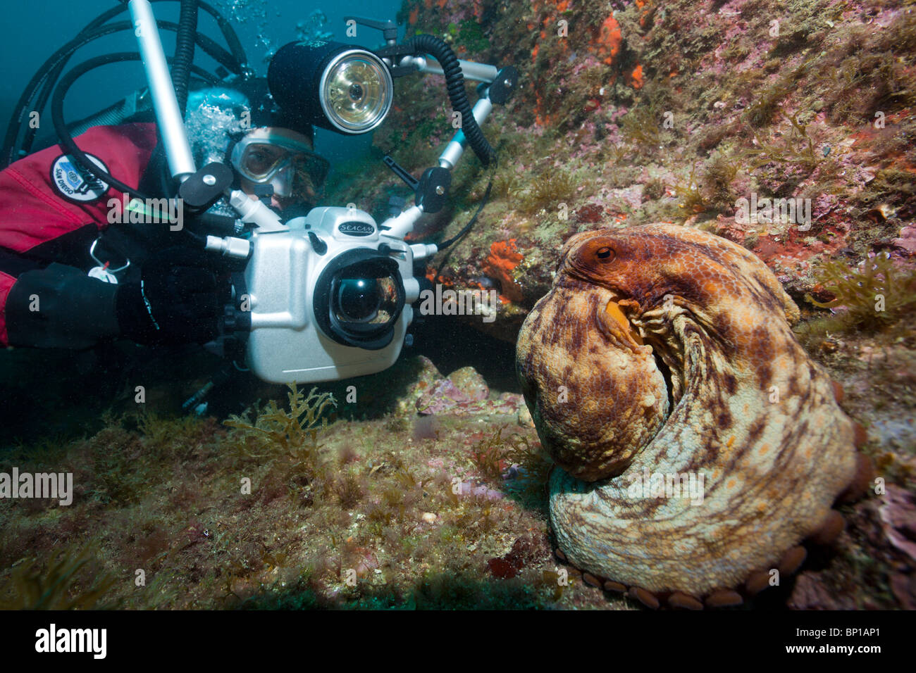 Scuba Diver prendre des photos de poulpe commun, Octopus vulgaris, Cap de Creus, Costa Brava, Espagne Banque D'Images