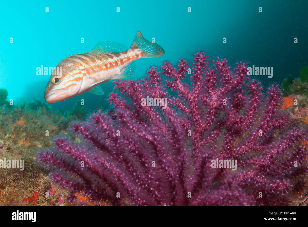 Plus de Comber, gorgones rouges Thorogobius ephippiatus, Paramuricea clavata, Cap de Creus, Costa Brava, Espagne Banque D'Images