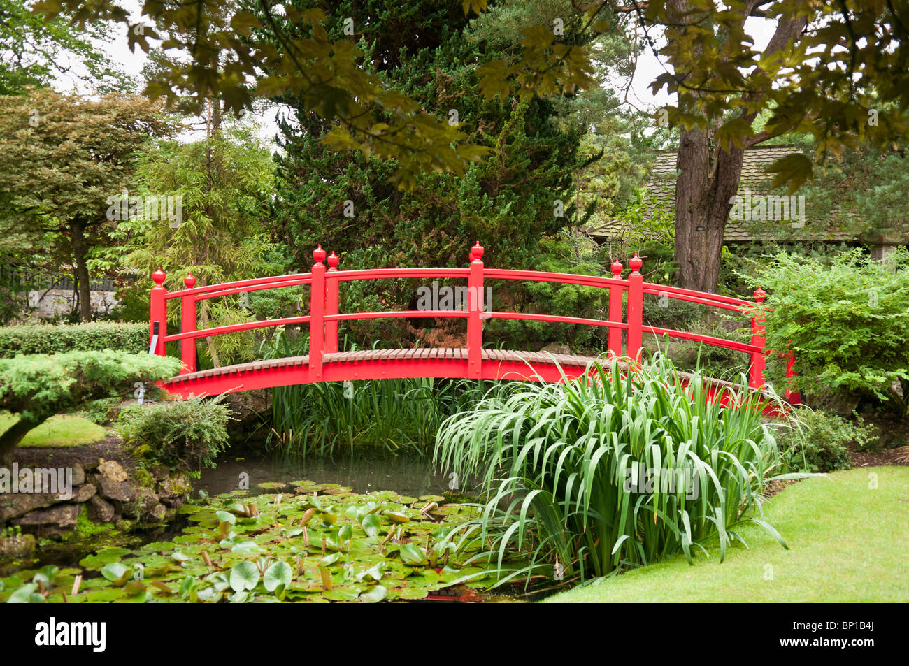 Pont rouge sur un étang dans un jardin japonais à formelle du Haras National, Kildare Banque D'Images