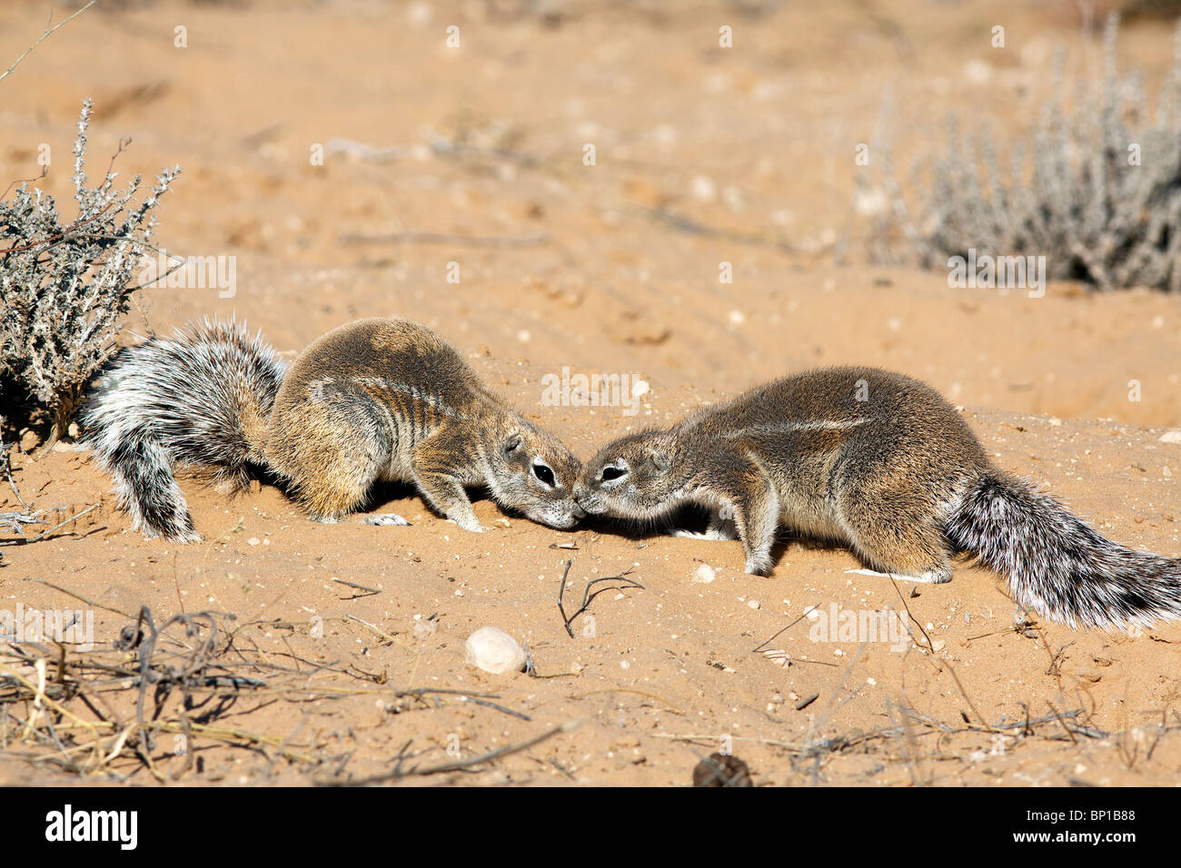 Cape d'écureuils terrestres Ha83 inauris surviennent principalement dans les régions semi-désertiques, de l'Afrique australe, en particulier dans le Kalahari. Banque D'Images