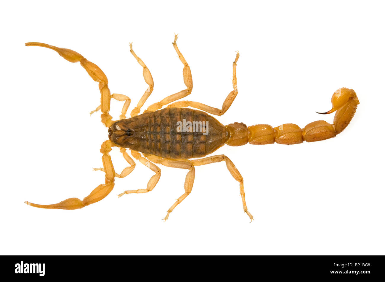 Scorpions (Mesobuthus gibbosus), personne seule, la Grèce, Messinien, Pylos Banque D'Images