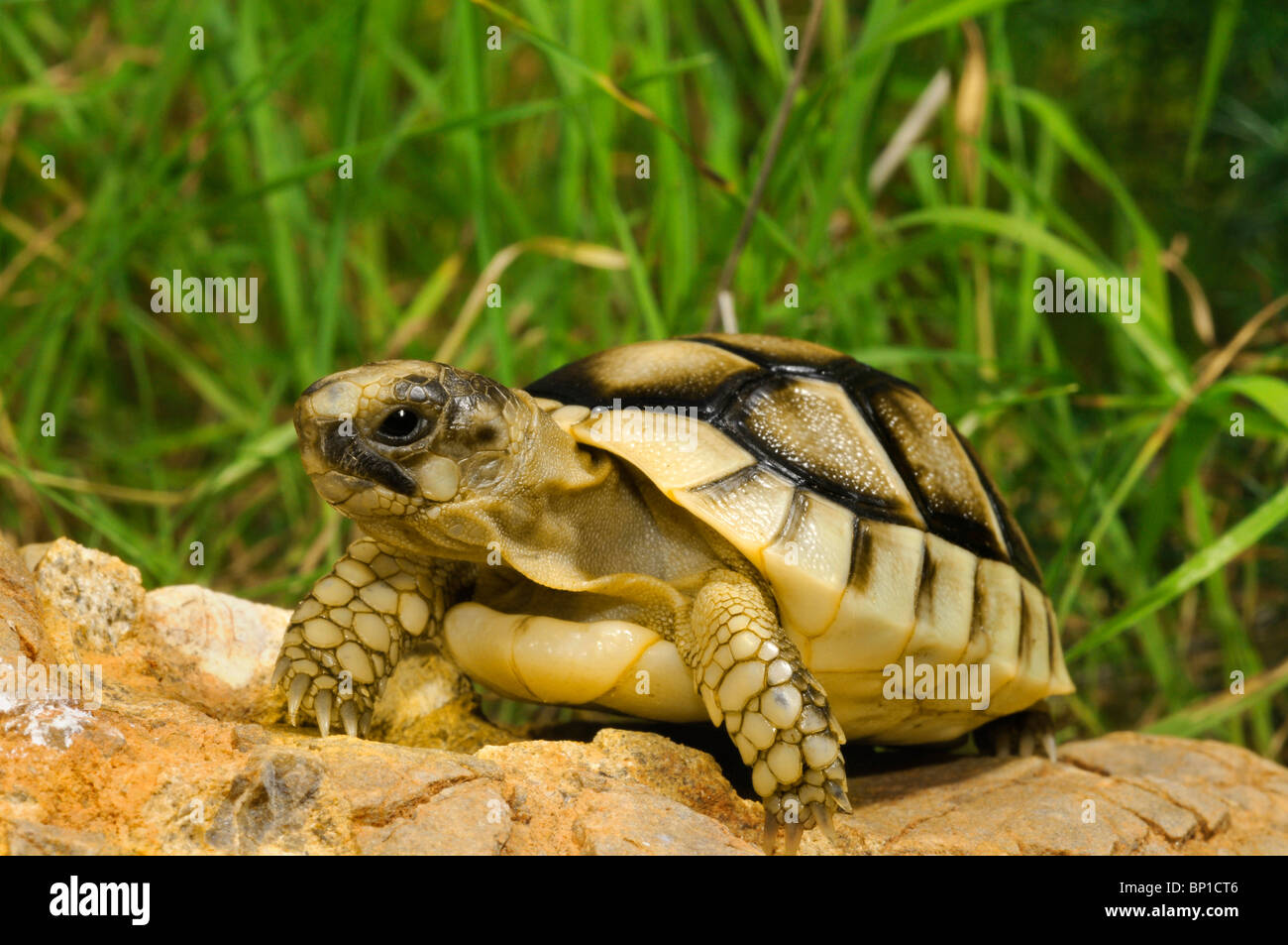 Chat tortue, marginated tortoise (Testudo marginata), juveniile, Grèce, Péloponnèse, Messinien Banque D'Images Chat tortue, marginated tortoise (Testudo marginata), juveniile, Grèce, Péloponnèse, Messinien Banque D'Images