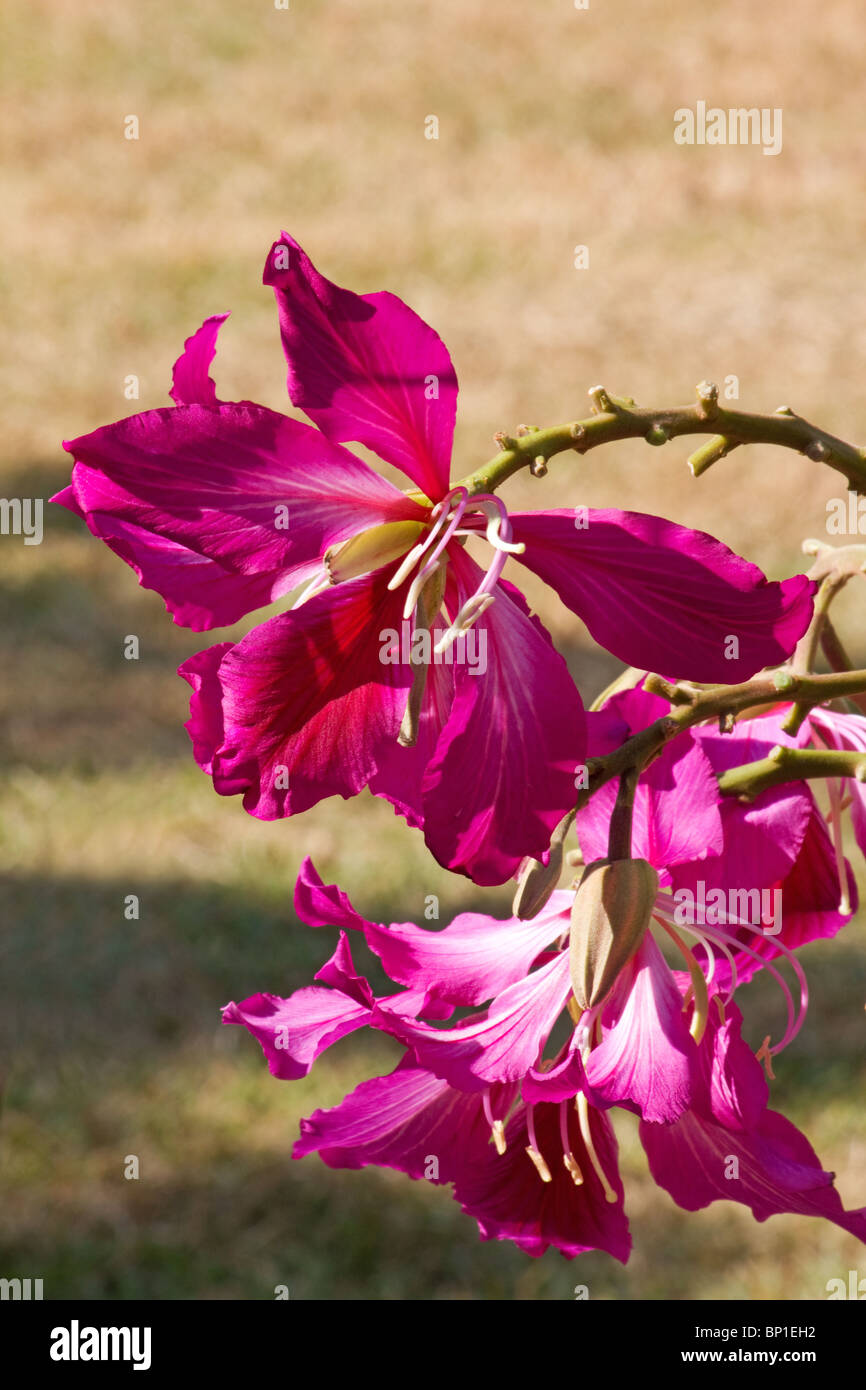 Close-up of orchid tree flowers Banque D'Images