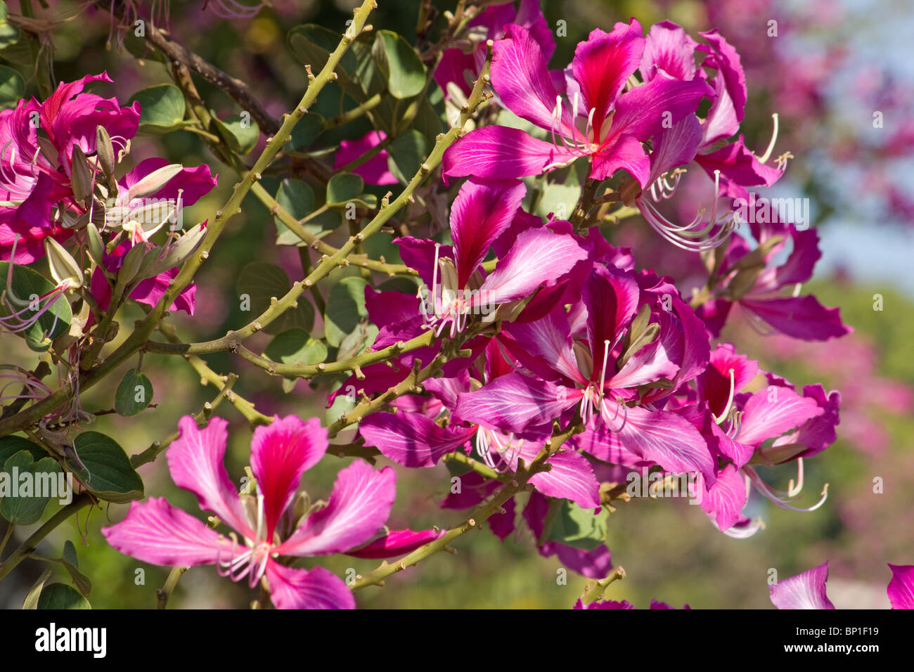 Close-up of orchid tree flowers Banque D'Images