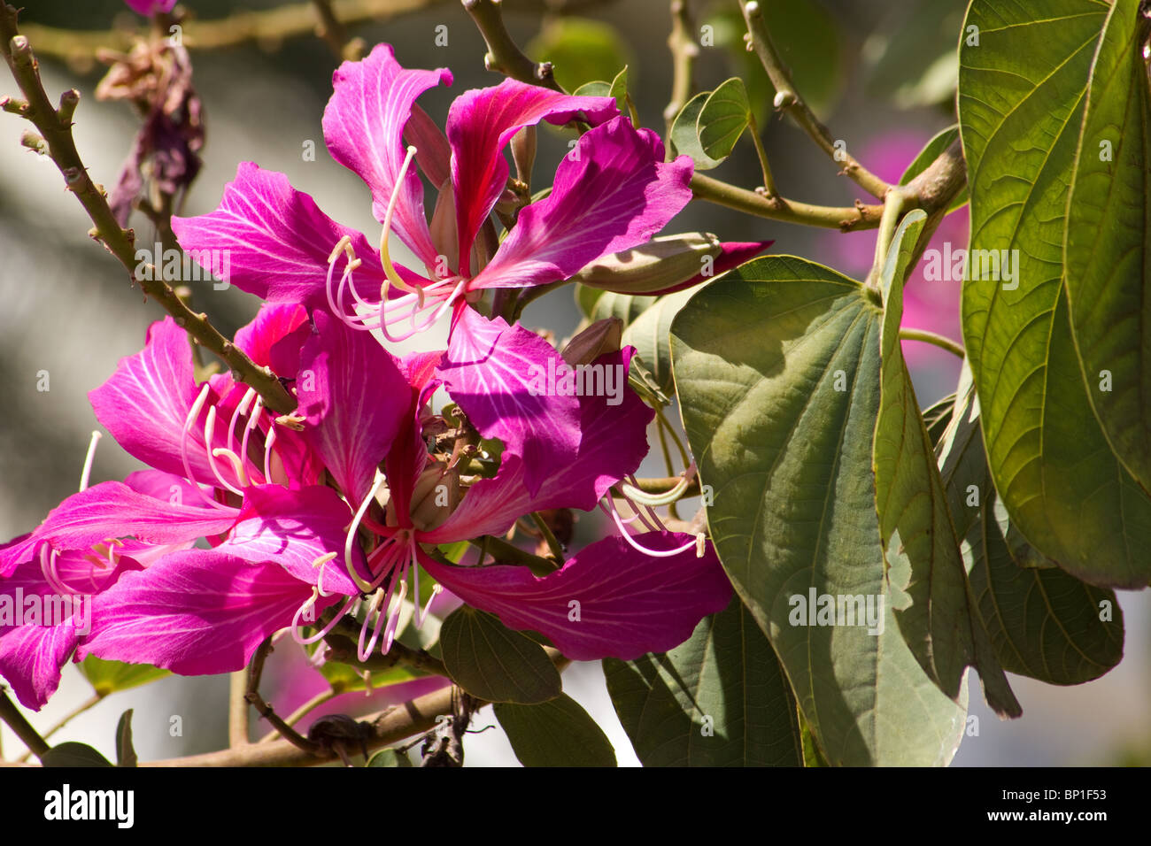 Close-up of orchid tree flowers Banque D'Images