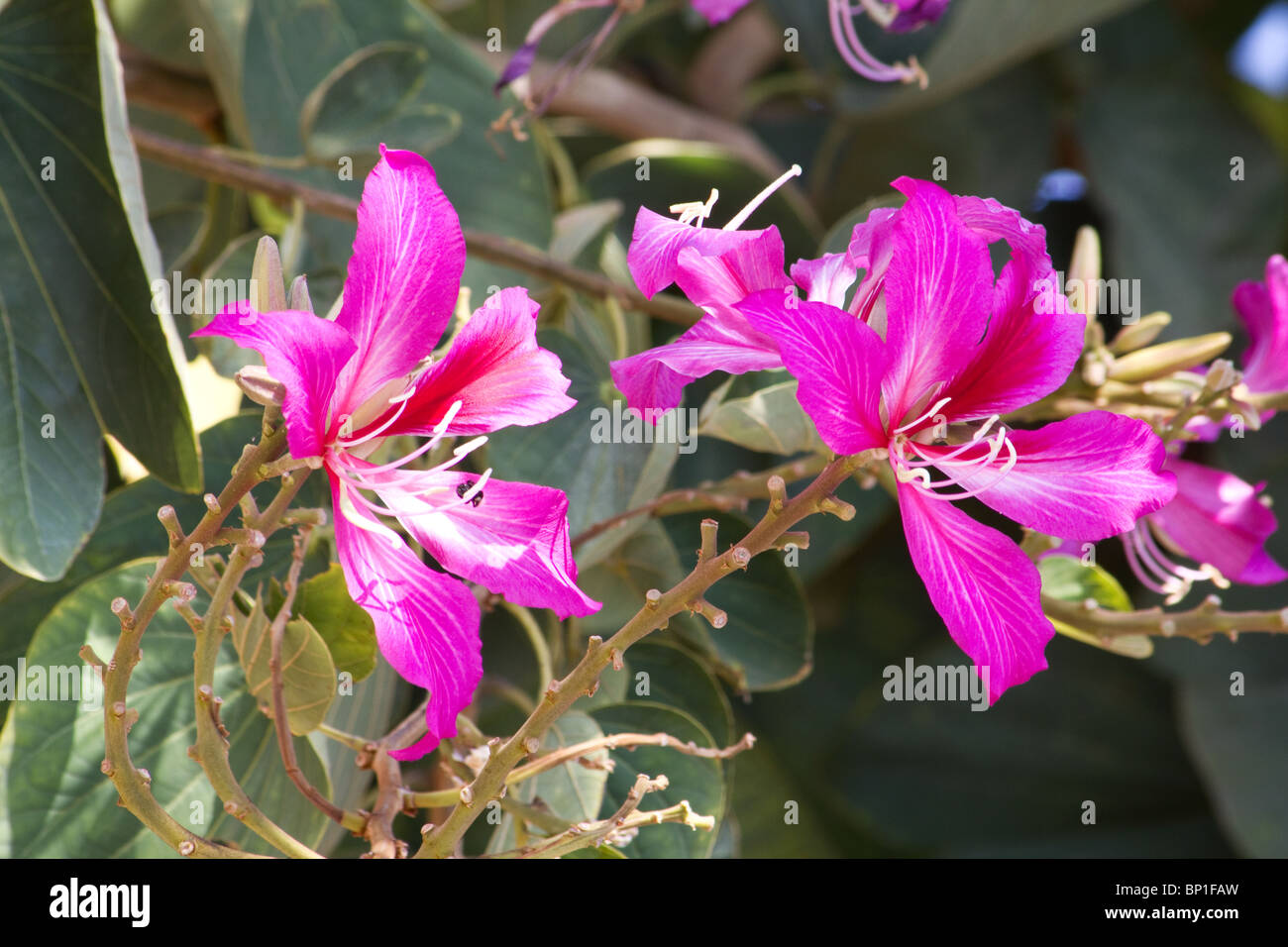 Close-up of orchid tree flowers Banque D'Images