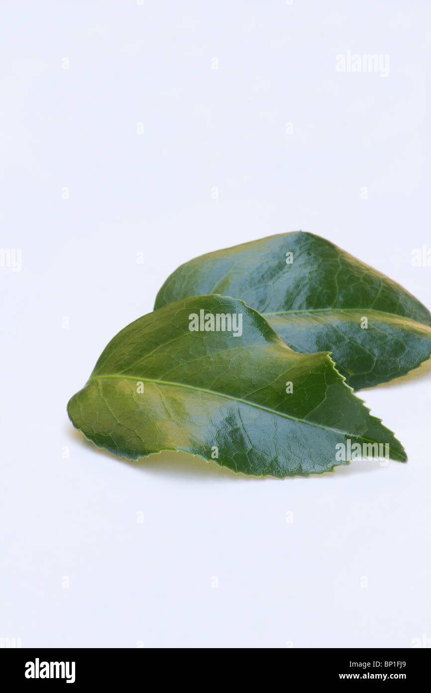 Feuilles de Camellia japonica sur fond blanc Banque D'Images