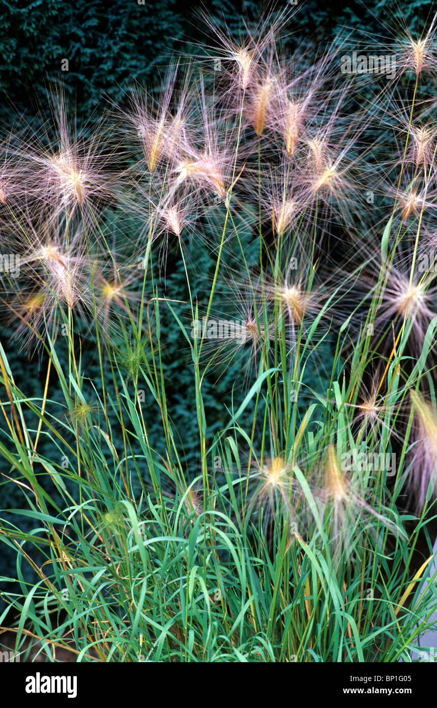 Hordeum jubatum jardin plantes graminées herbe Banque D'Images