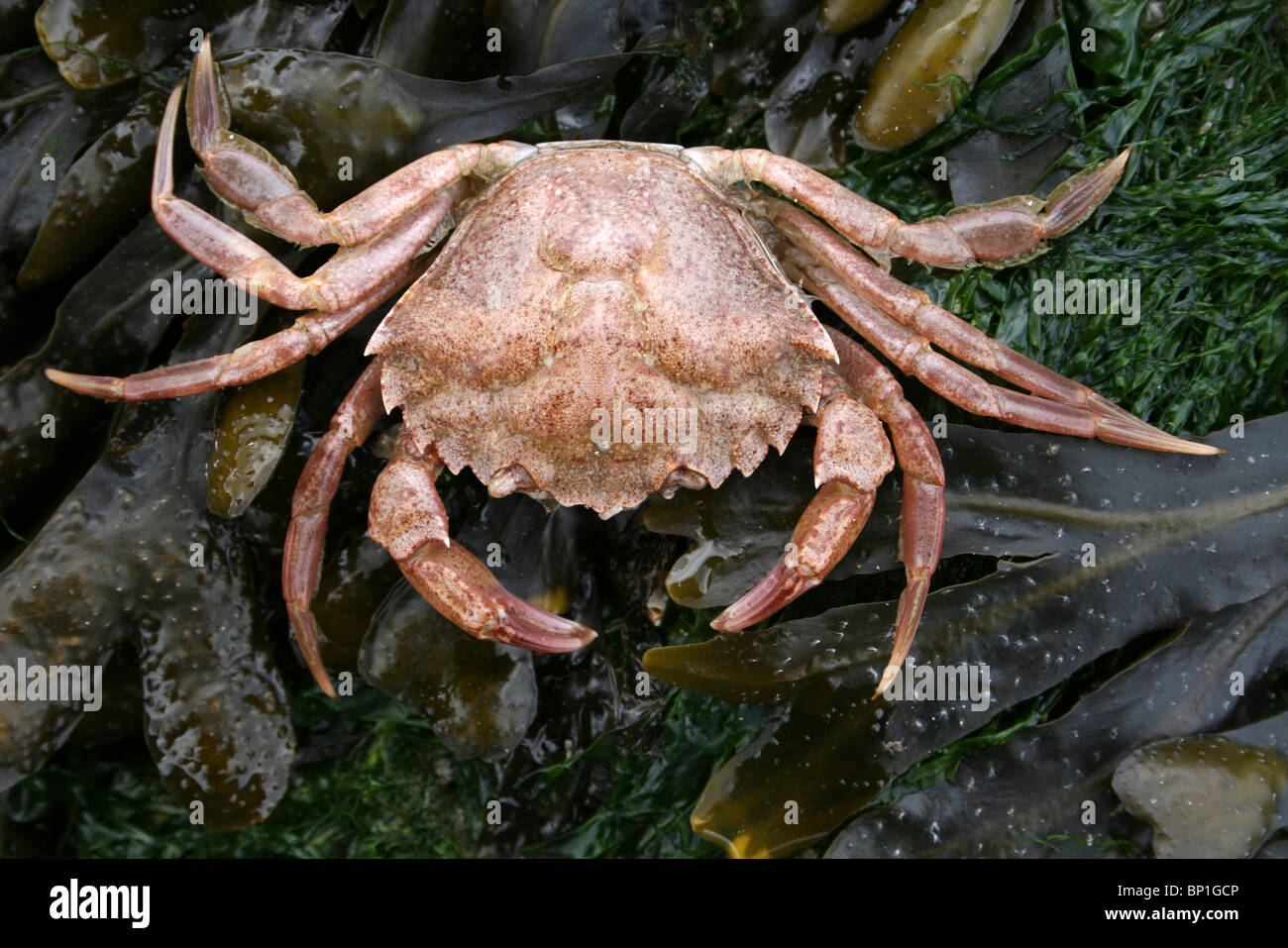 Crabe commun Carcinus maenas prises à New Brighton, le Wirral, Merseyside, Royaume-Uni Banque D'Images