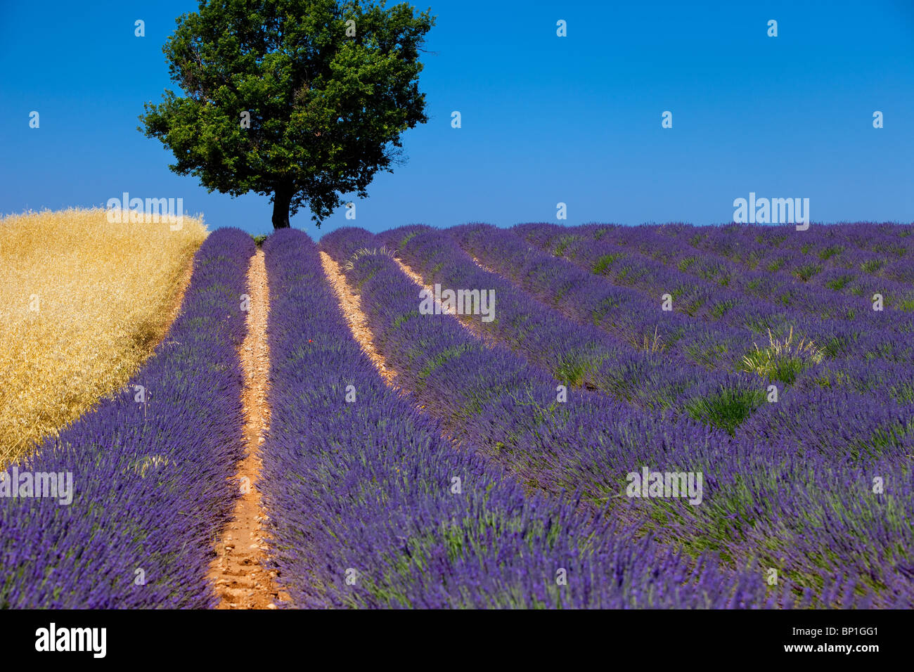 Arbre isolé dans un champ de lavande près de Valensole, Provence France Banque D'Images