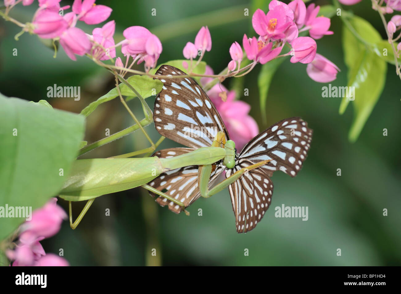 Blue Tiger herbeux papillon sur une fleur de bougainvillées rose pris par une mante religieuse. Banque D'Images