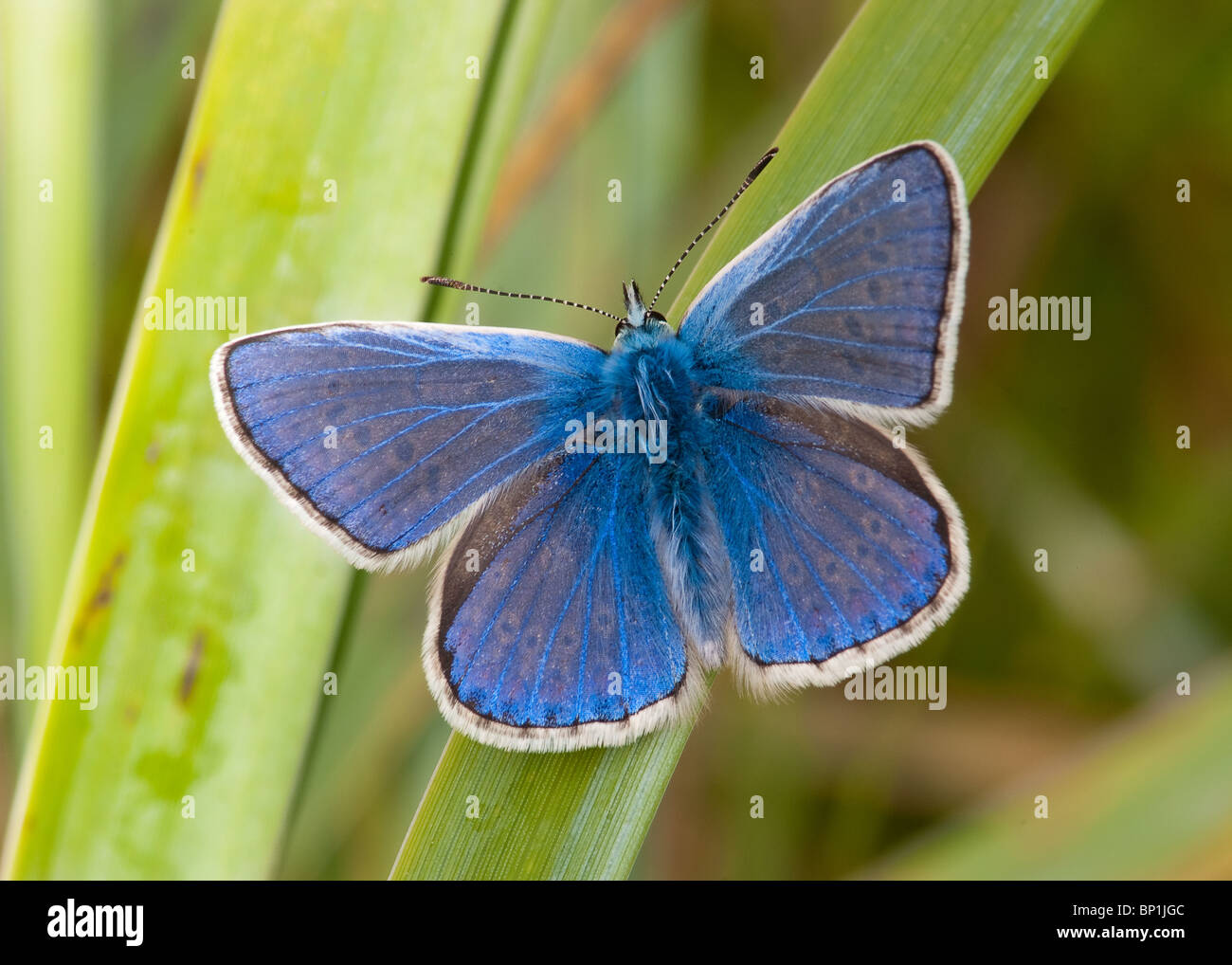Papillon Bleu commun (Polyommatus icarus) Banque D'Images