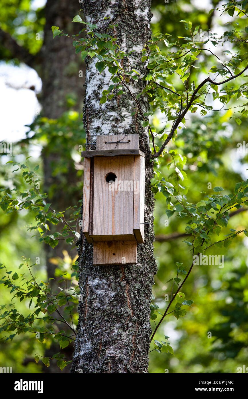 Cabane dans un bouleau Banque D'Images