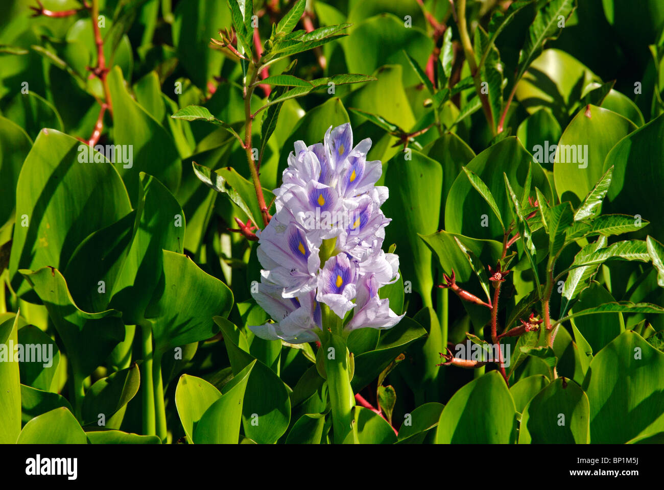 La jacinthe d'eau dans le marécage de trappeur, Bacon Island Road, la Route 4, région du Delta, près de Stockton, en Californie. Matin d'été. Banque D'Images