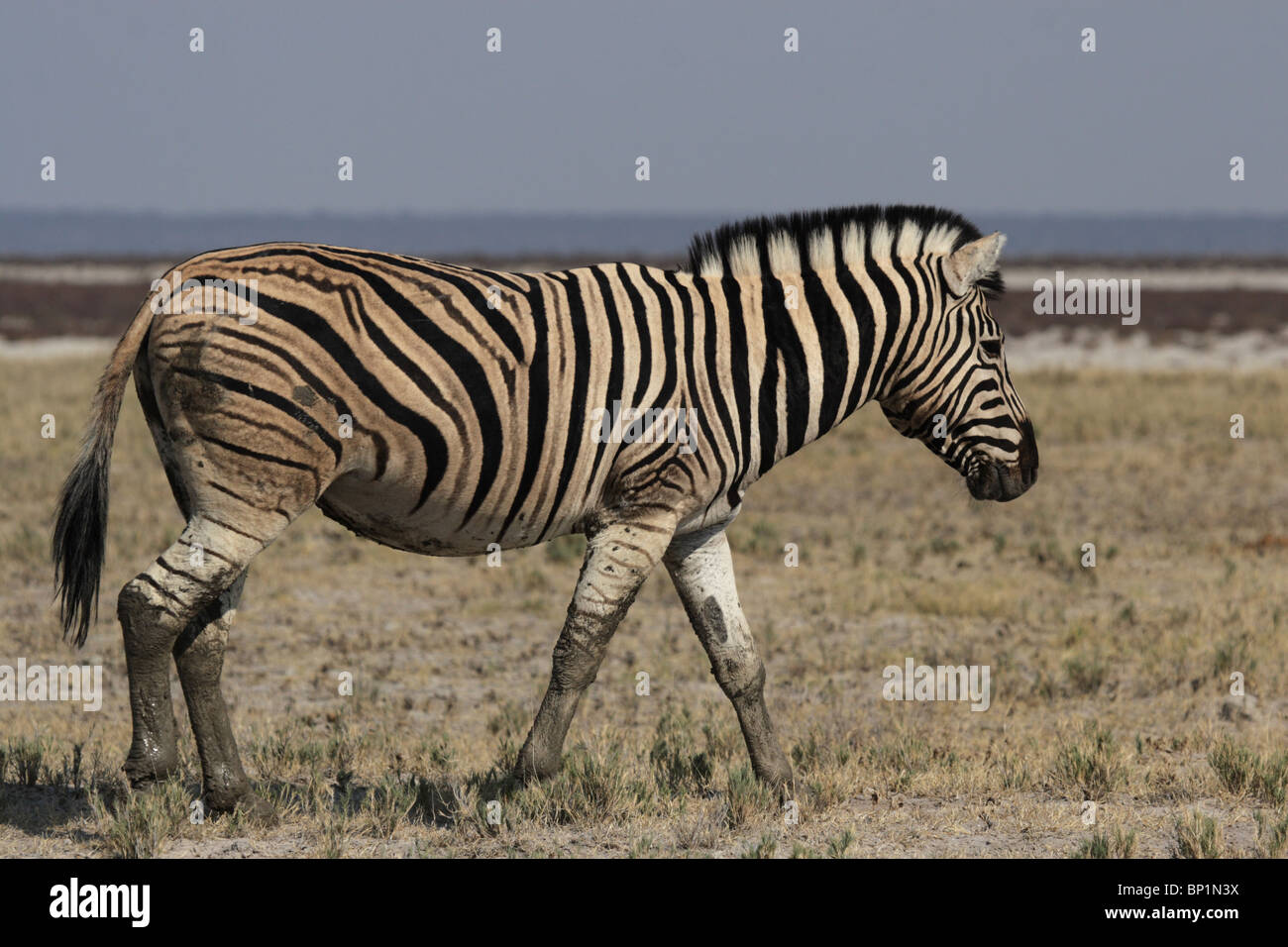 Zèbre des plaines (Equus quagga) dans le Parc National d'Etosha, Namibie Banque D'Images