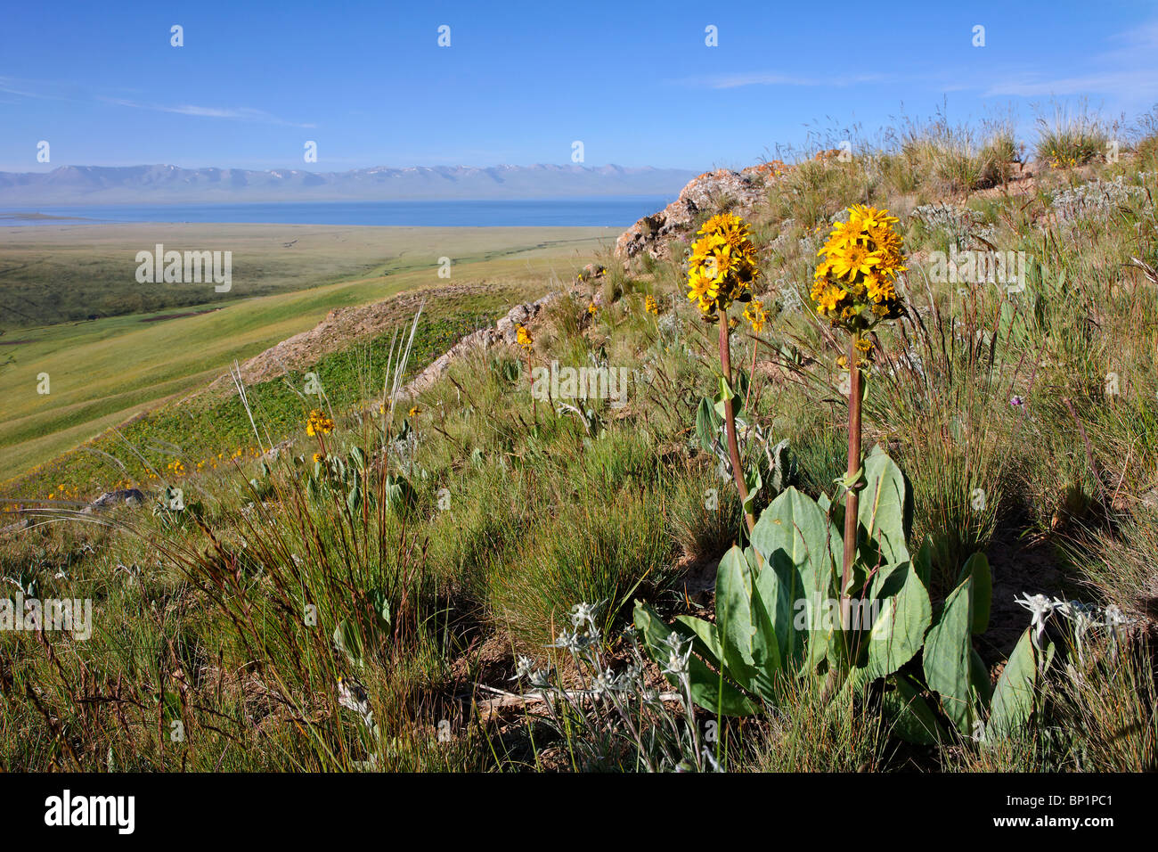 Kirghizistan - Lac Song Kul - fleurs d'été au bord du lac Song Kul Banque D'Images Kirghizistan - Lac Song Kul - fleurs d'été au bord du lac Song Kul Banque D'Images