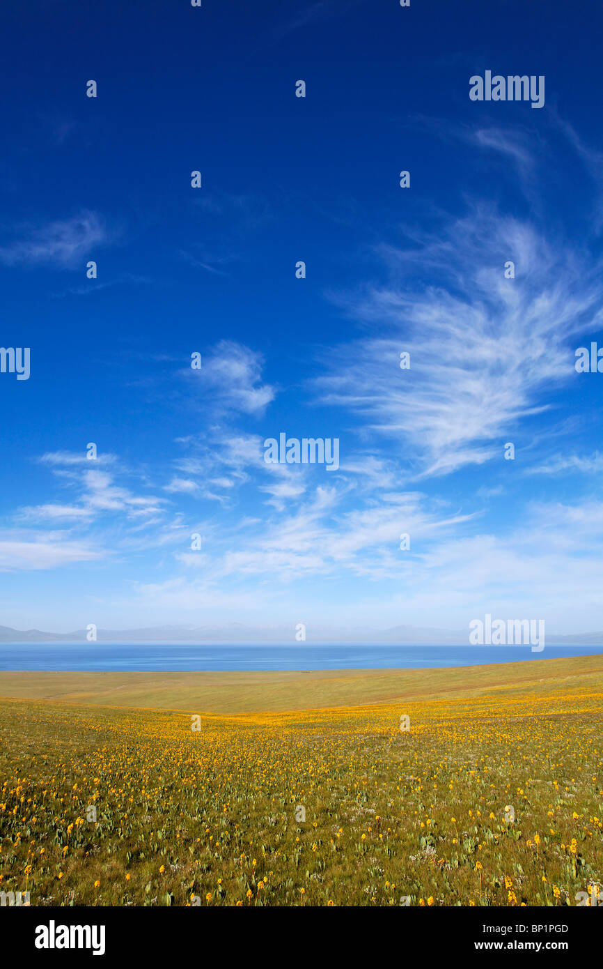 Kirghizistan - Lac Song Kul - fleurs jaune à côté du lac Song Kul Banque D'Images Kirghizistan - Lac Song Kul - fleurs jaune à côté du lac Song Kul Banque D'Images