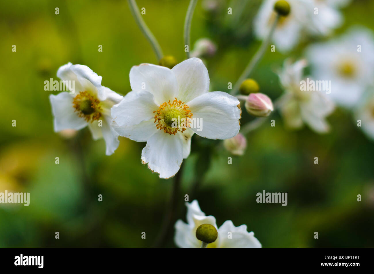 Close up of white flowers de frontière herbacées anémone en japonais Banque D'Images