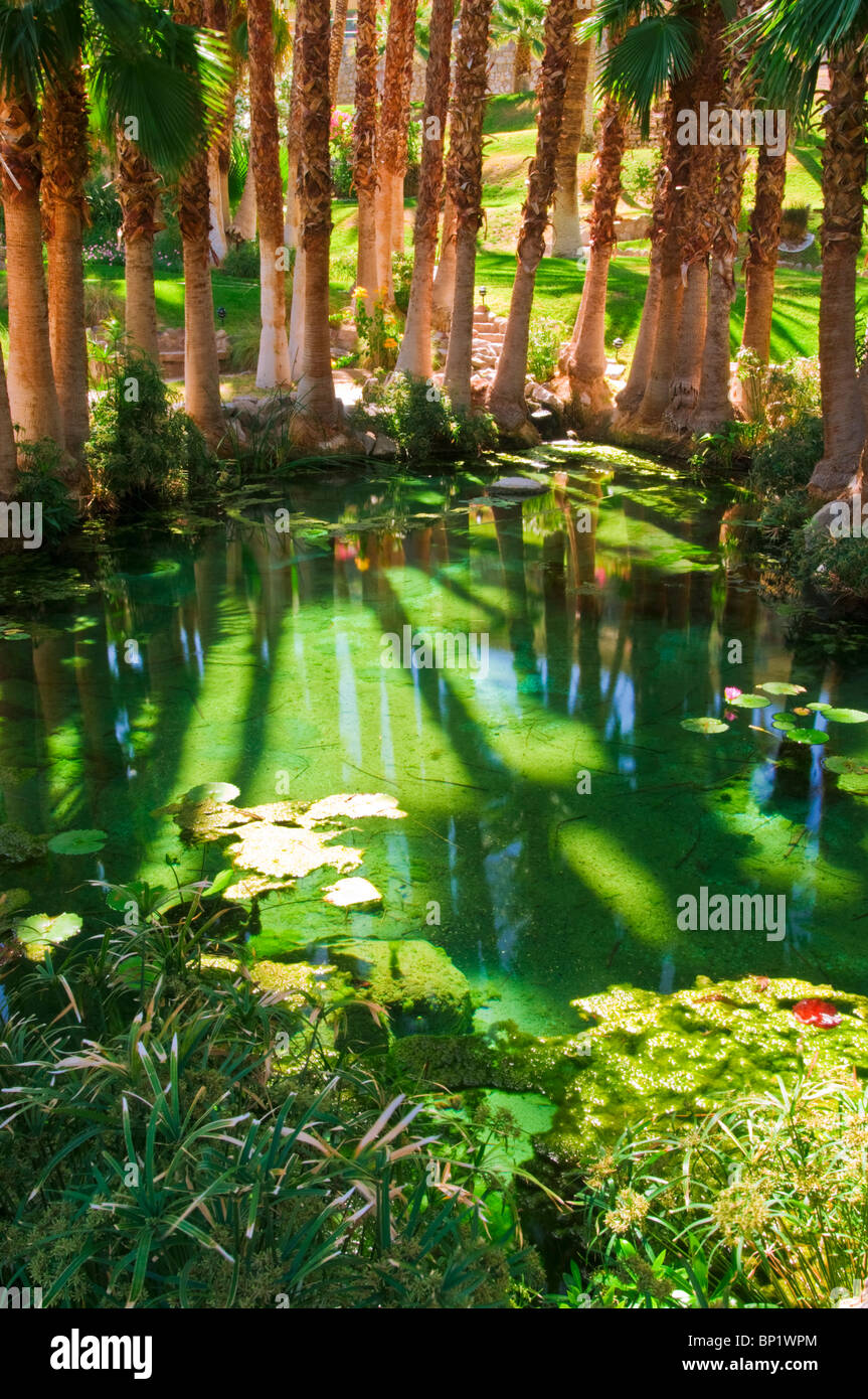 Palmiers et étang à Furnace Creek Inn, Death Valley National Park. Californie Banque D'Images