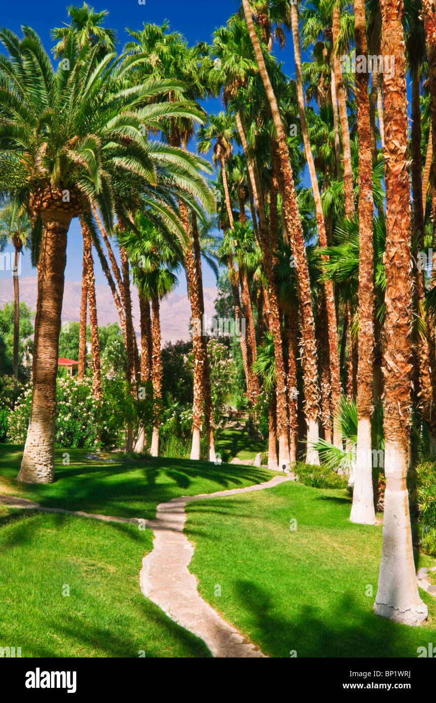 Palms et le chemin à Furnace Creek Inn, Death Valley National Park. Californie Banque D'Images