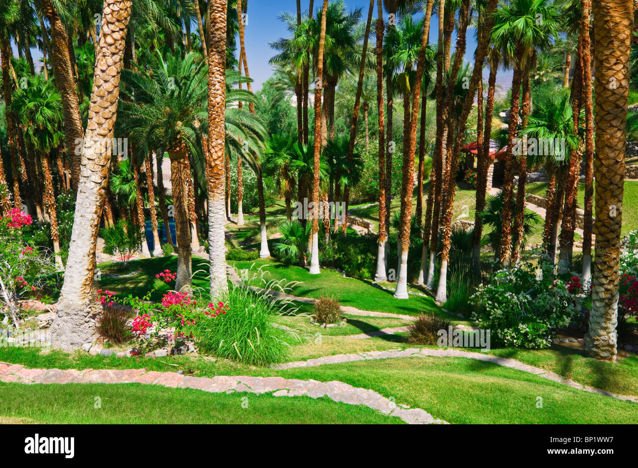 Palms et le chemin à Furnace Creek Inn, Death Valley National Park. Californie Banque D'Images