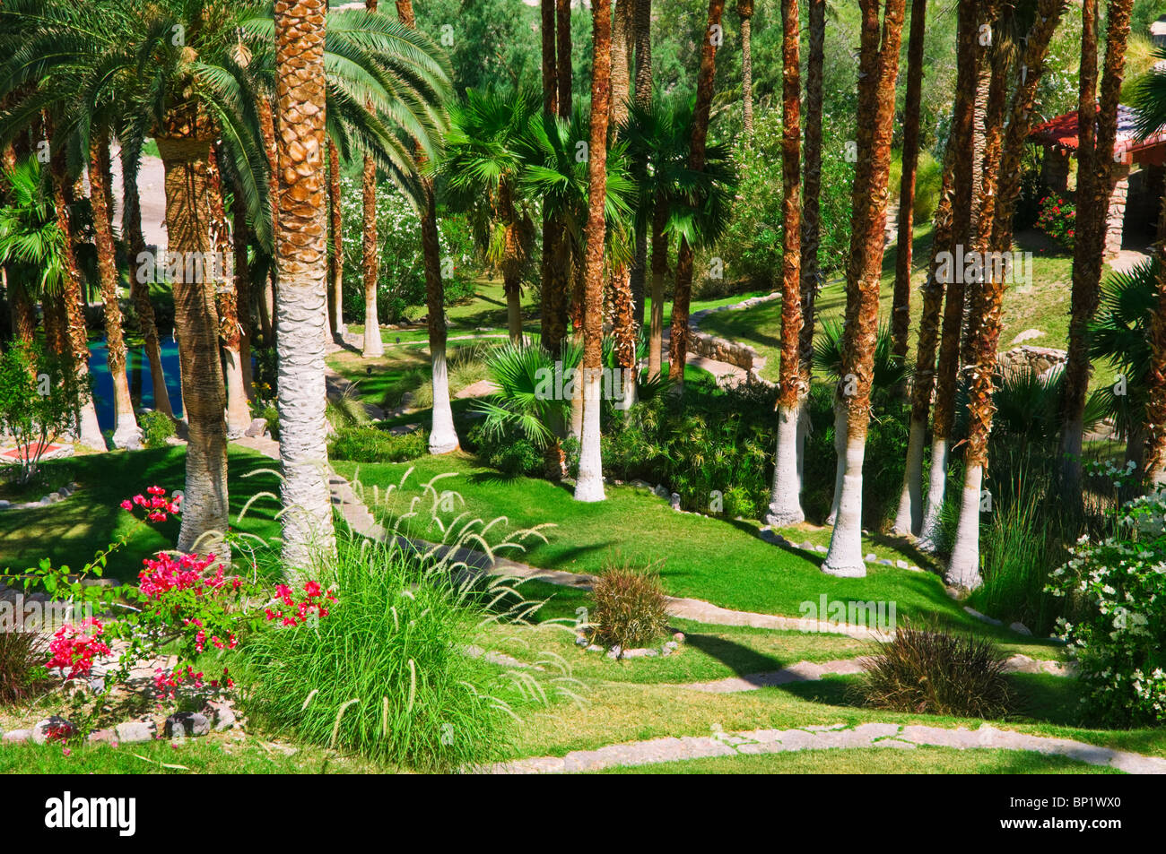 Palms et le chemin à Furnace Creek Inn, Death Valley National Park. Californie Banque D'Images