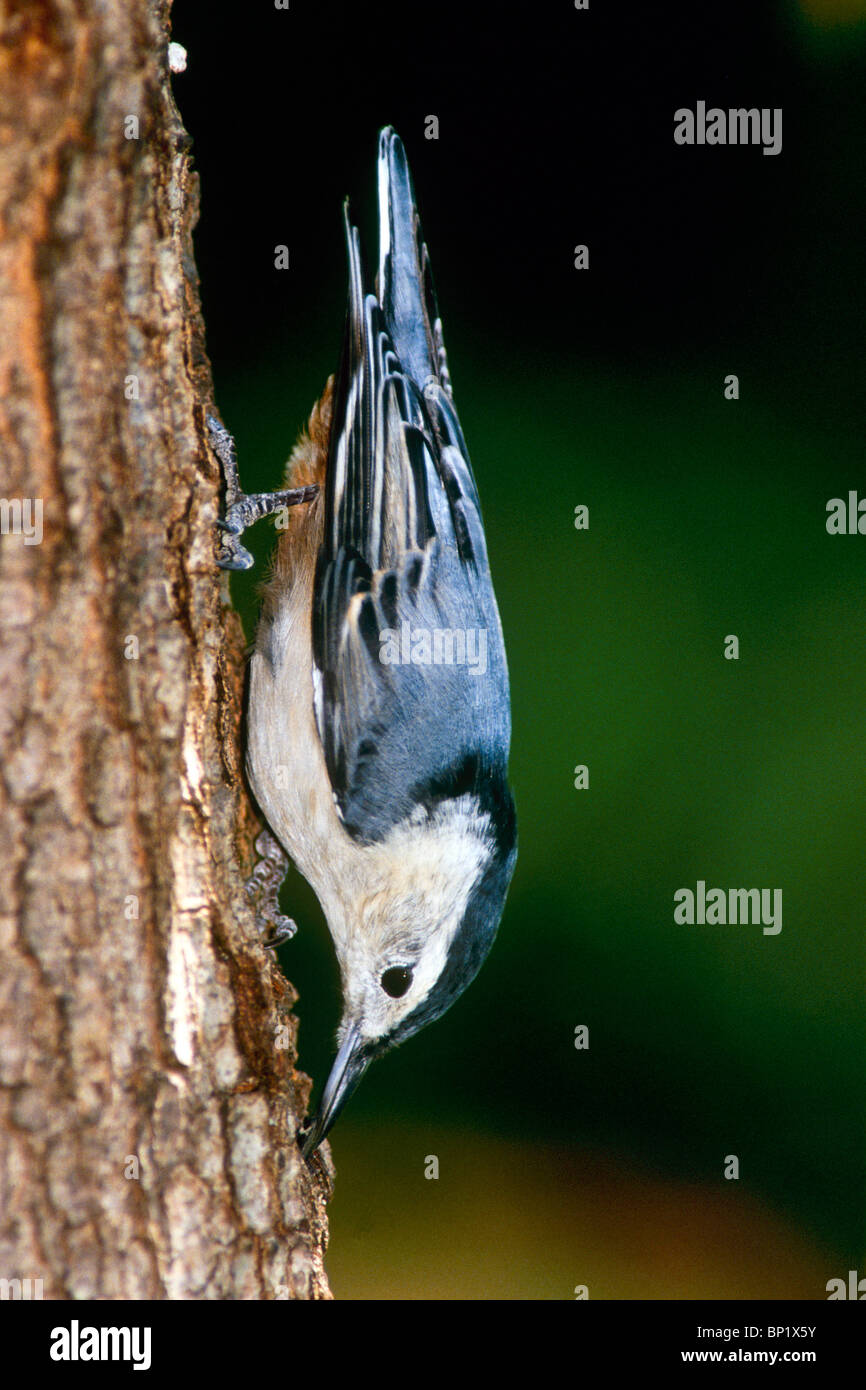 Sittelle à poitrine blanche (Sitta carolinensis) close up debout dans la position caractéristique à l'envers sur un arbre Banque D'Images