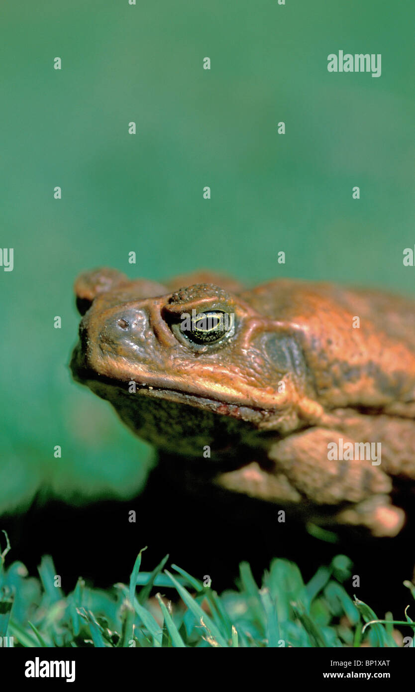 Peu d'amis -une cane Toad répond à la menace en tournant sur son côté, glandes parotoïdes sont dirigés vers l'attaquant. Banque D'Images