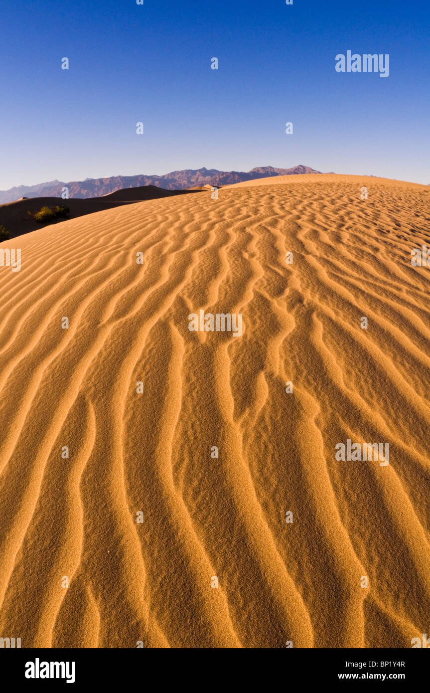 Lumière du soir sur dune, Mesquite Flat dunes de sable, Death Valley National Park. Californie Banque D'Images