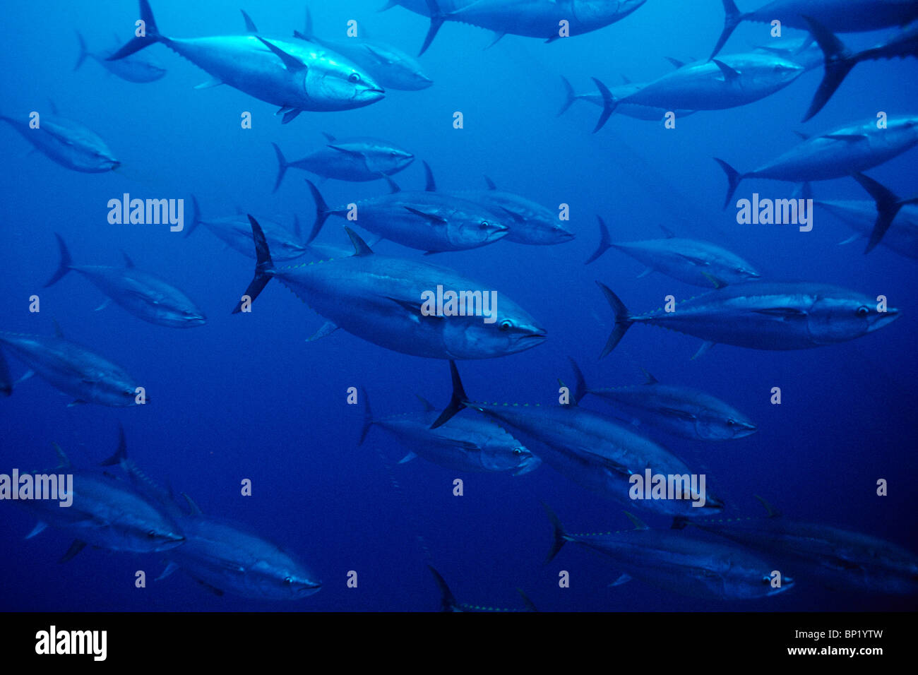 Banc De Thon Rouge Thunnus Thynnus Sardaigne Italie Photo Stock Alamy