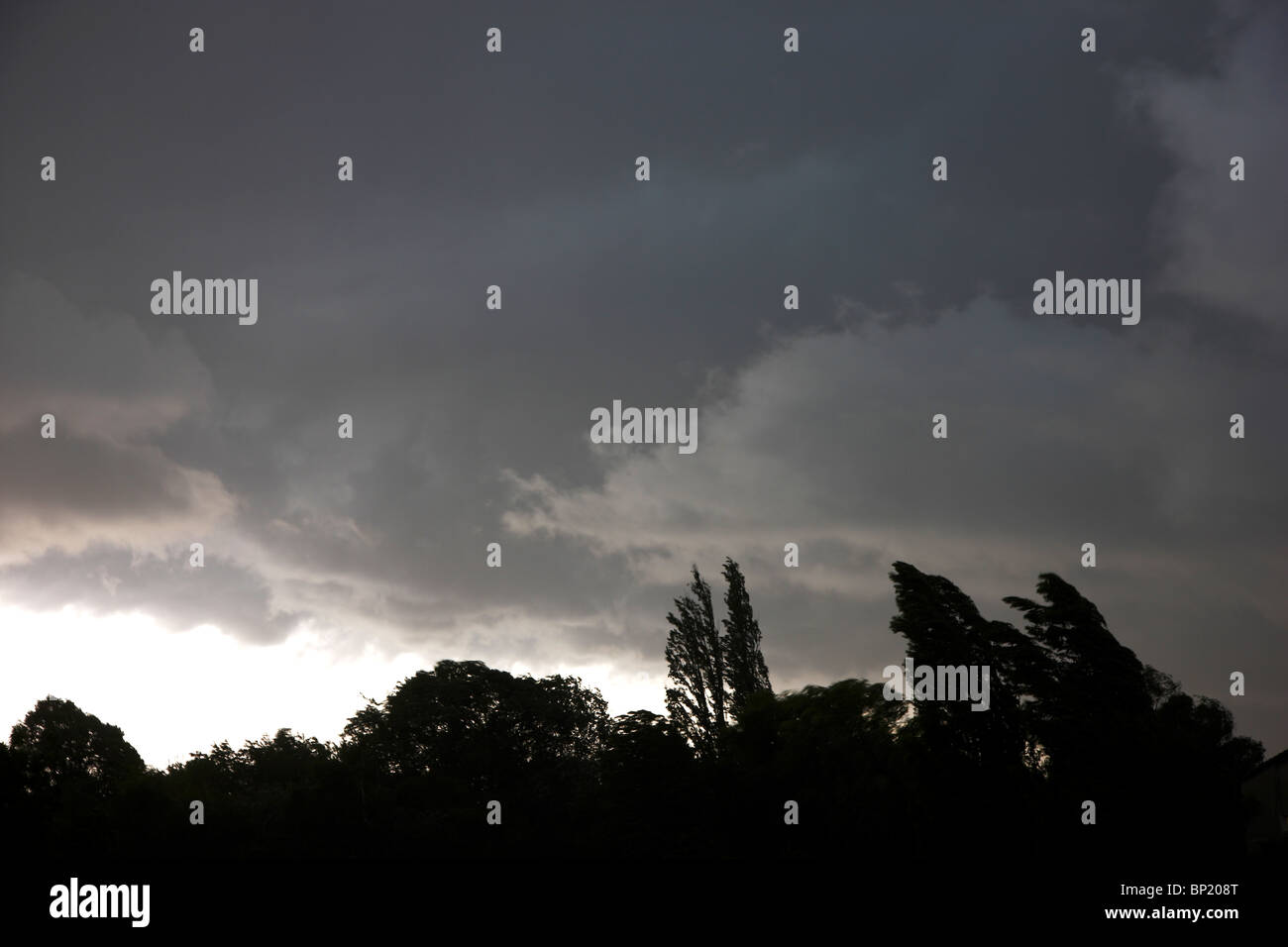 Sombres nuages sur arbres pleurant dans une tempête. Banque D'Images